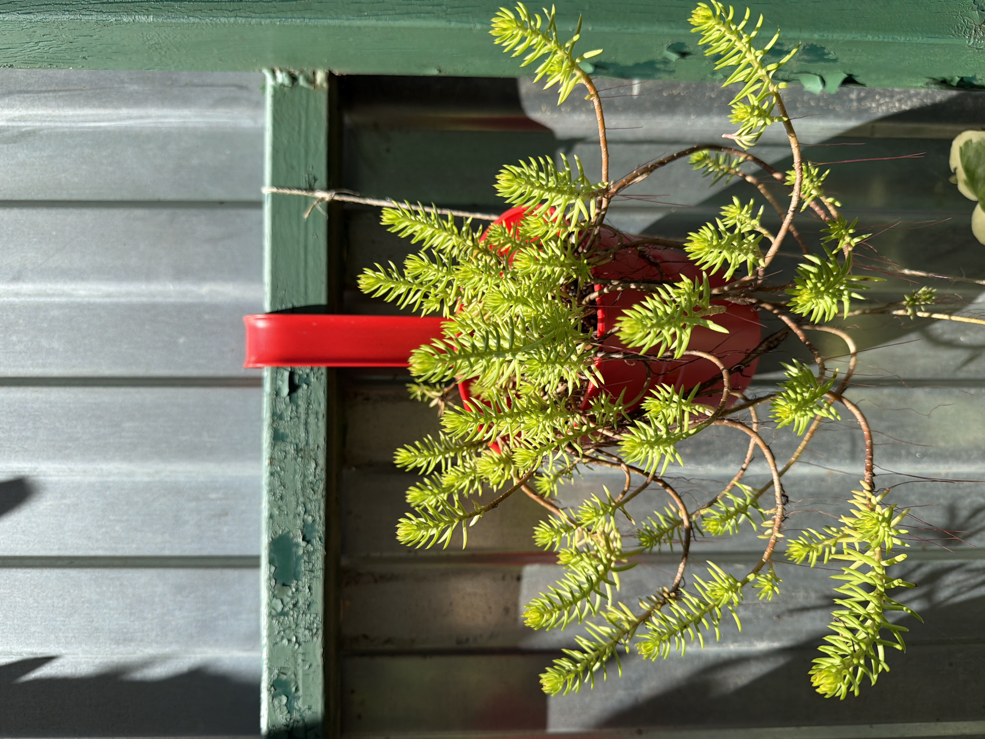 Quiet domestic morning in Krasnaya Polyana, plants and all