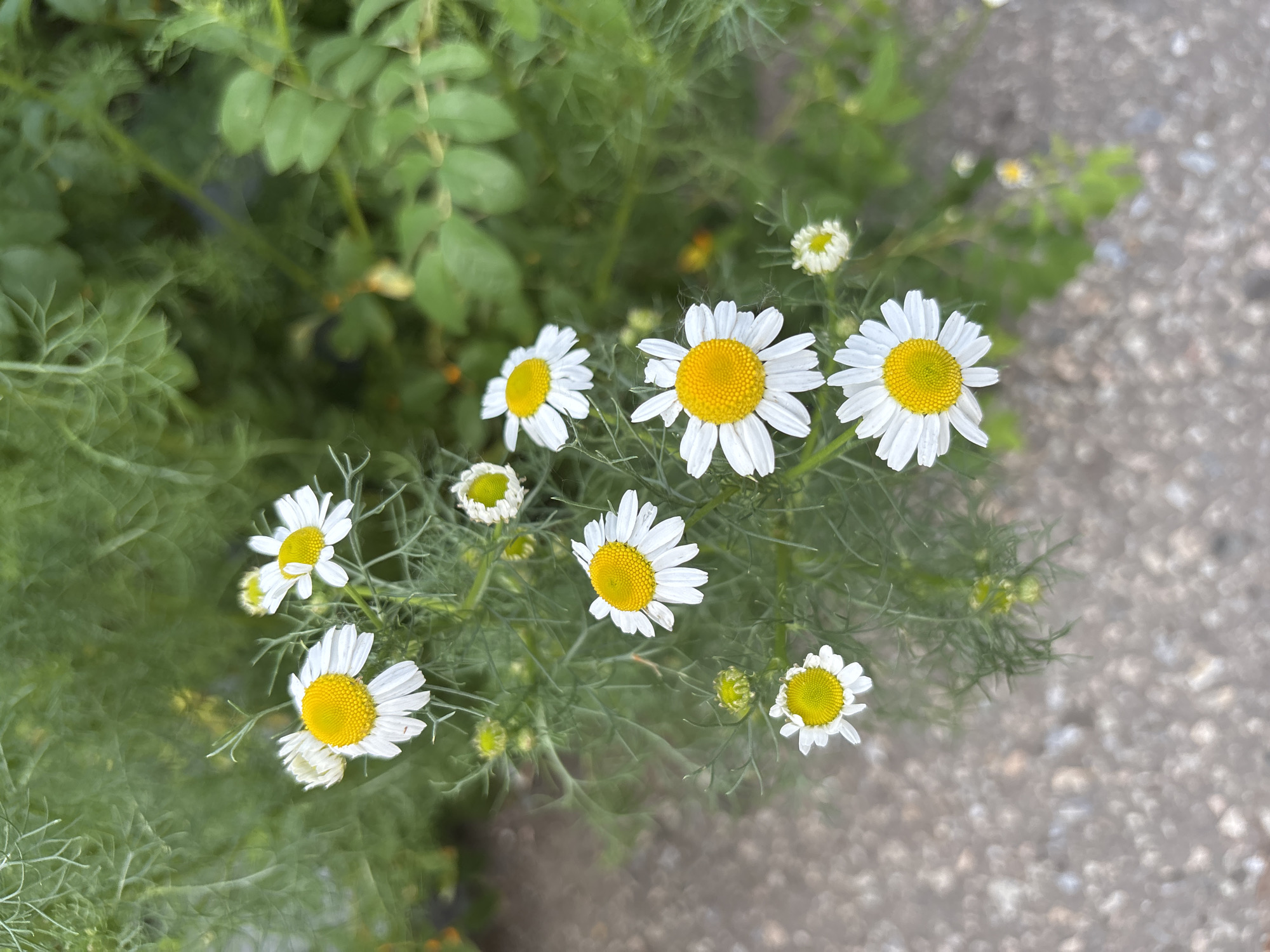 Wildflowers and café details from a summer afternoon in Blagoveshchensk