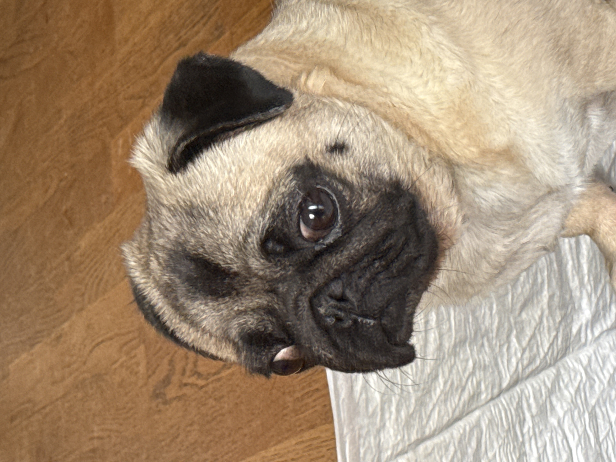 Pug portraits, selfies, and dramatic cloudy skies on an August afternoon