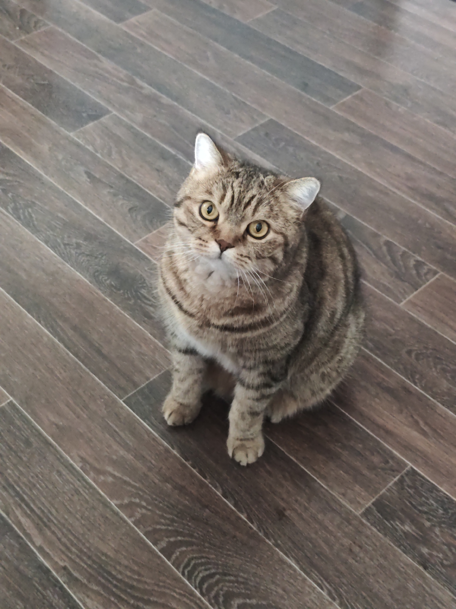 Tabby cat poses for the camera in a Komsomolsk apartment