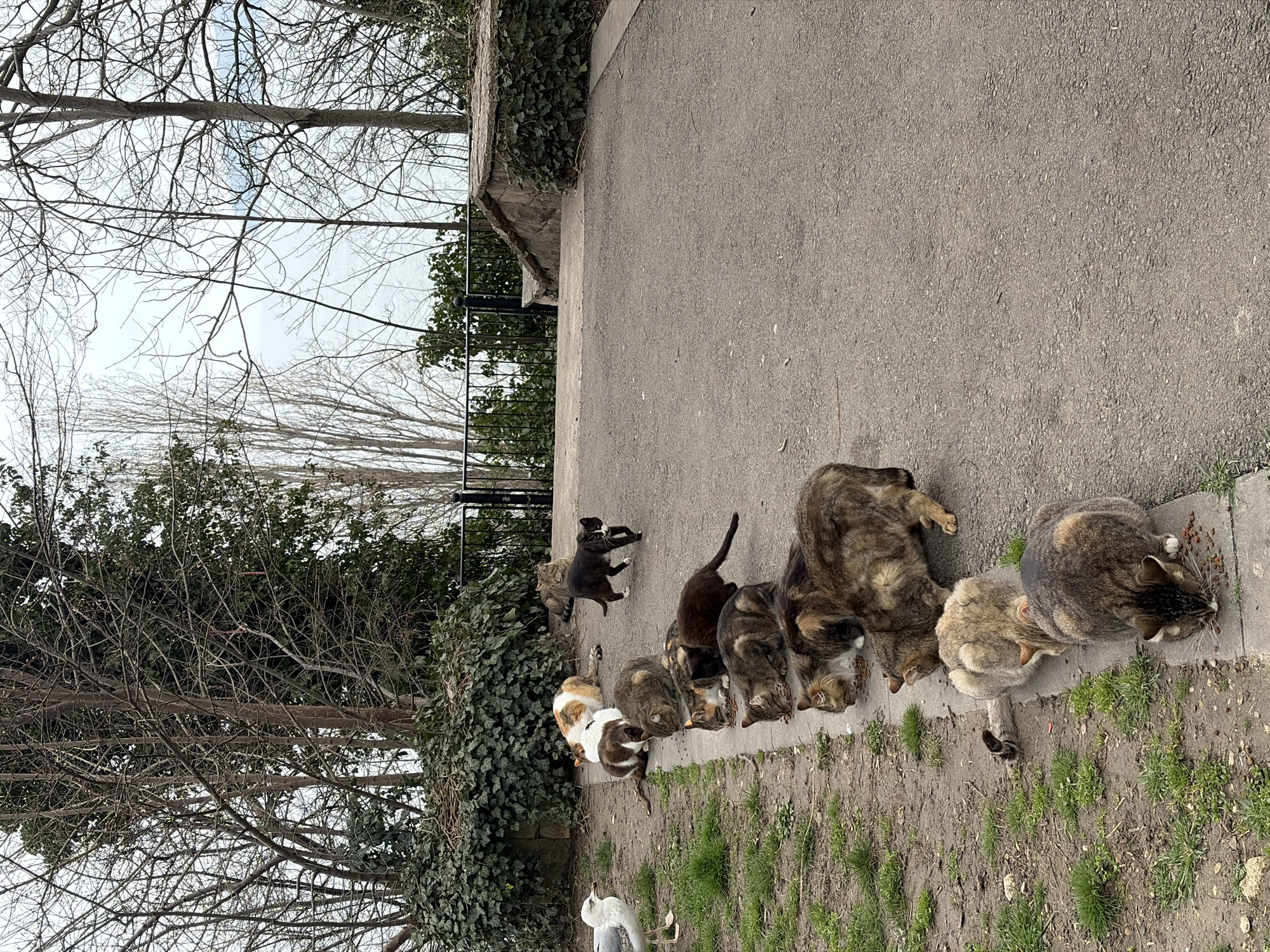 Ten cats feed along concrete pathway in Varna