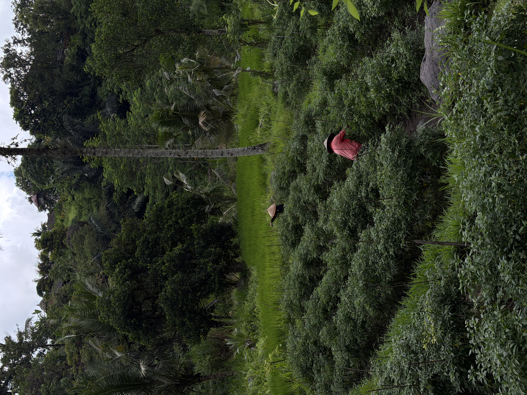 Agricultural workers tend rice paddies in rural Sidemen, Indonesia