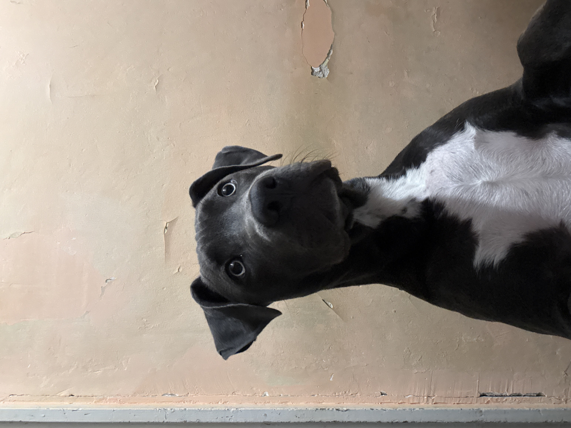 Quiet domestic moments with pets and gaming in Varna