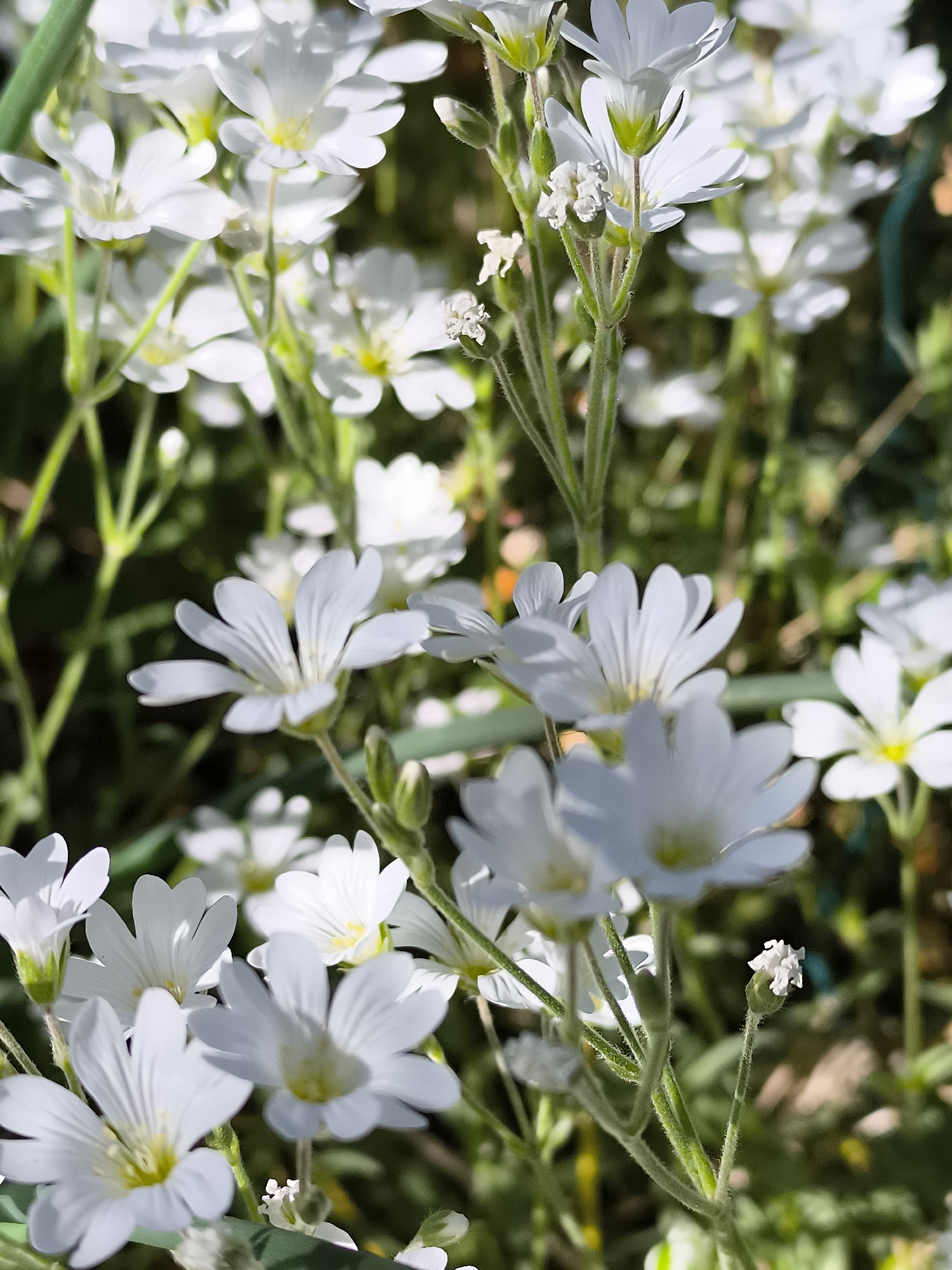 Spring garden moments and pets captured in 13-minute observation