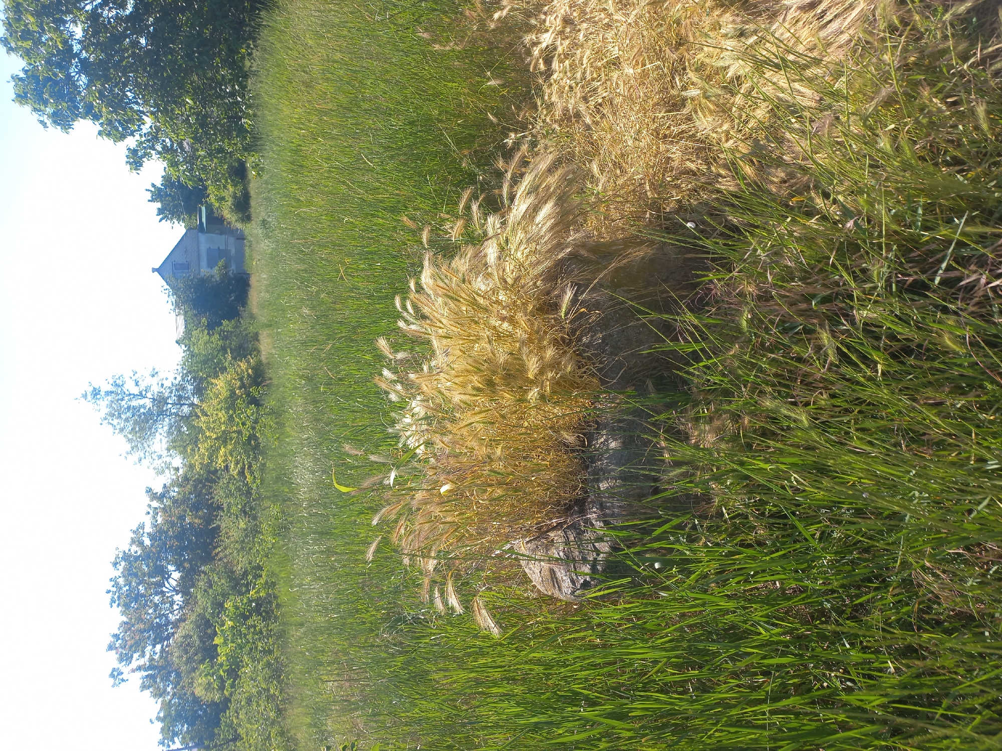 Morning scenes documented in rural Velykodolynske show nature reclaiming landscape