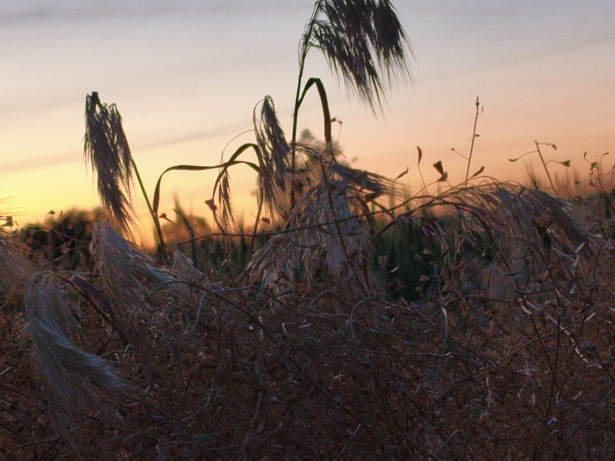 Evening documentation of rural Ustyvytsia, Ukraine countryside scenes
