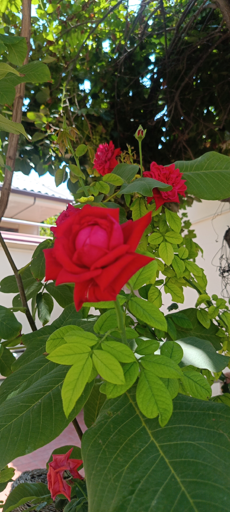 Close-up of a vivid red rose in full bloom