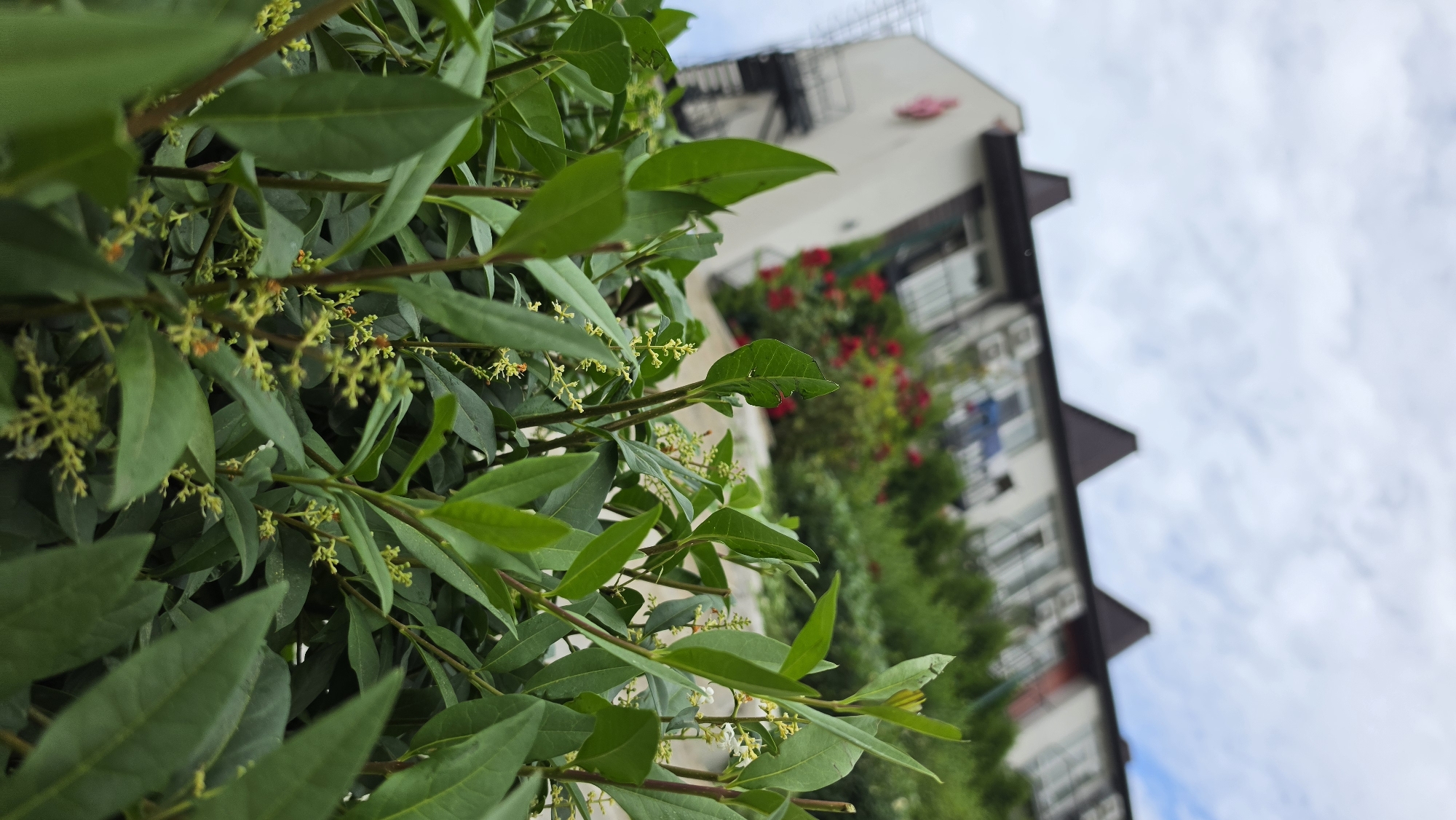 Morning garden walk with fountains, sculptures, and flowering plants
