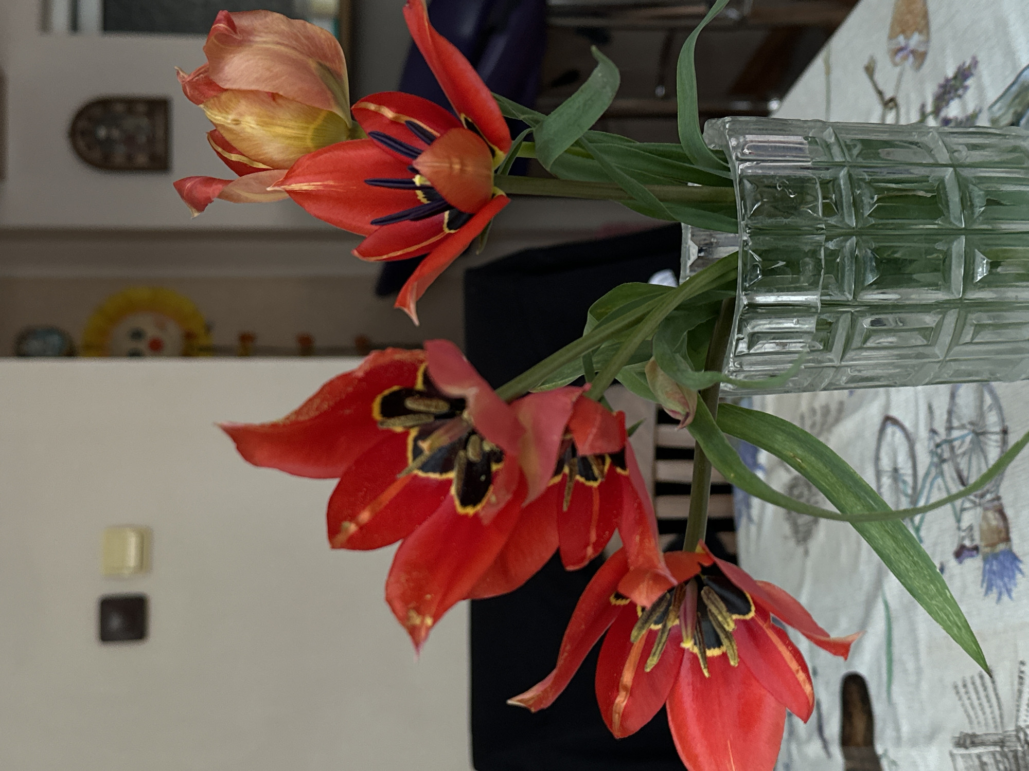 Everyday domestic scenes documented across Stara Zagora, Bulgaria