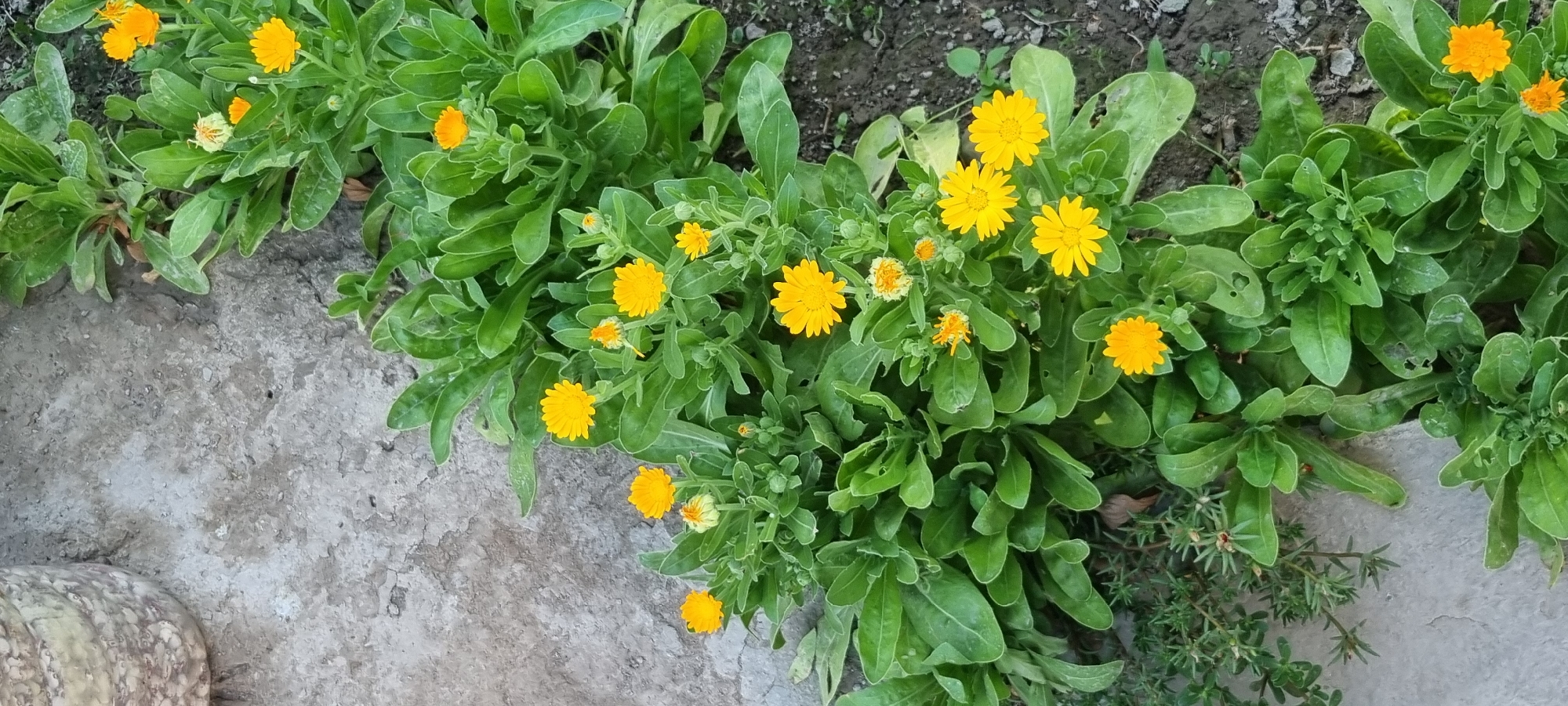 Ҷомӣ, Tajikistan