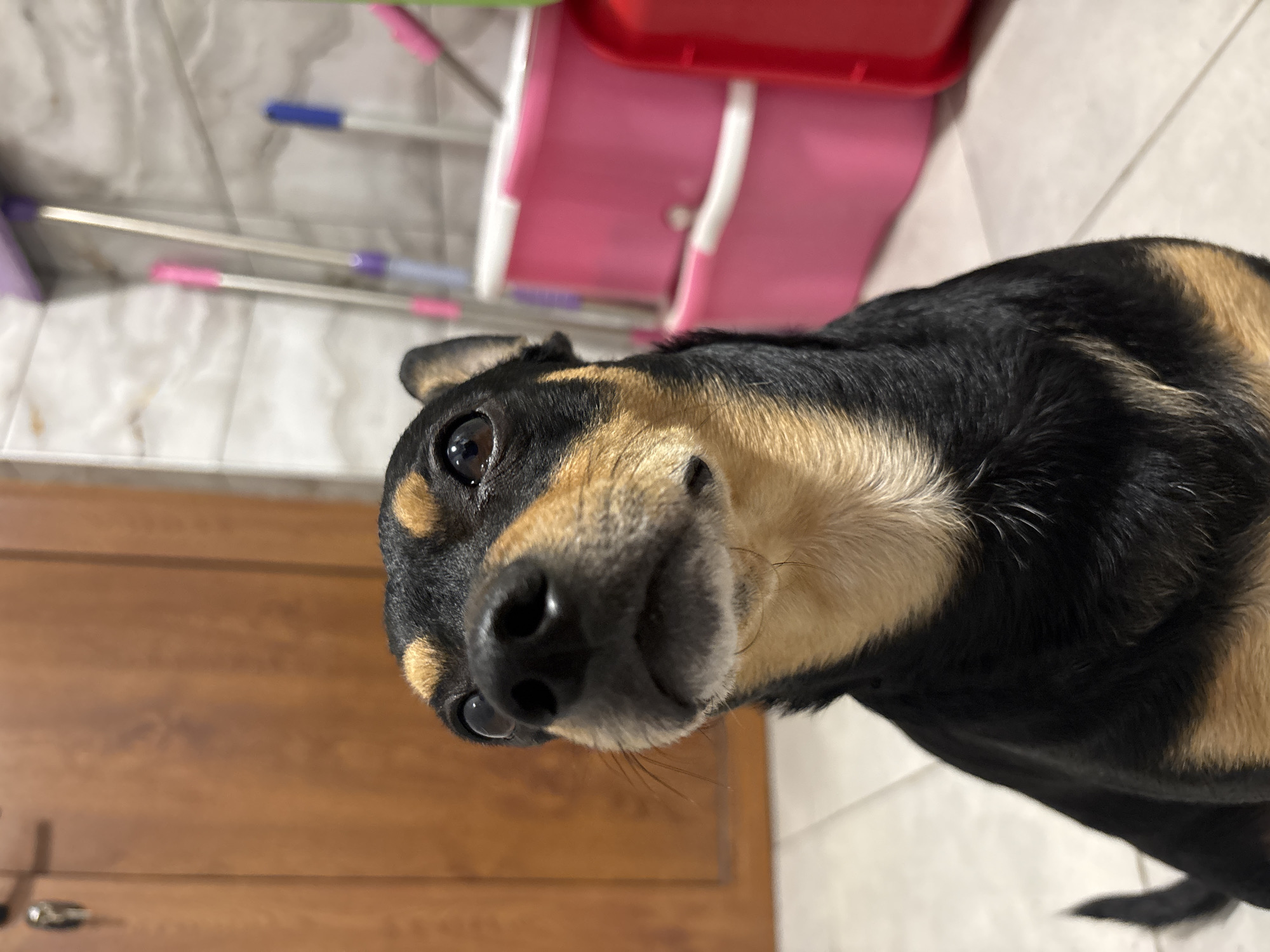 Dog photographed at home in Kuklen, Bulgaria