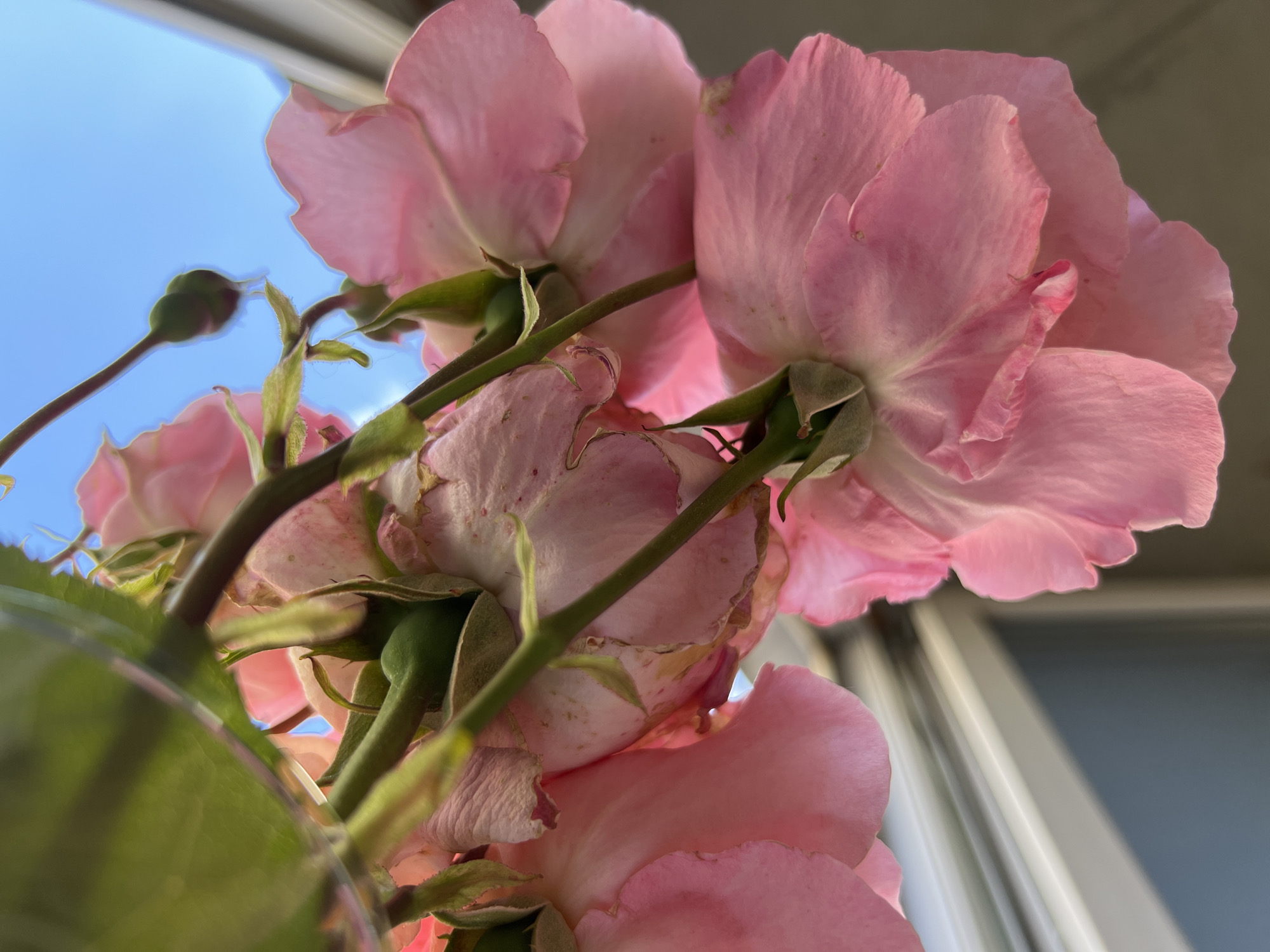 Roses photographed near window in Krasnodar apartment, May 2026