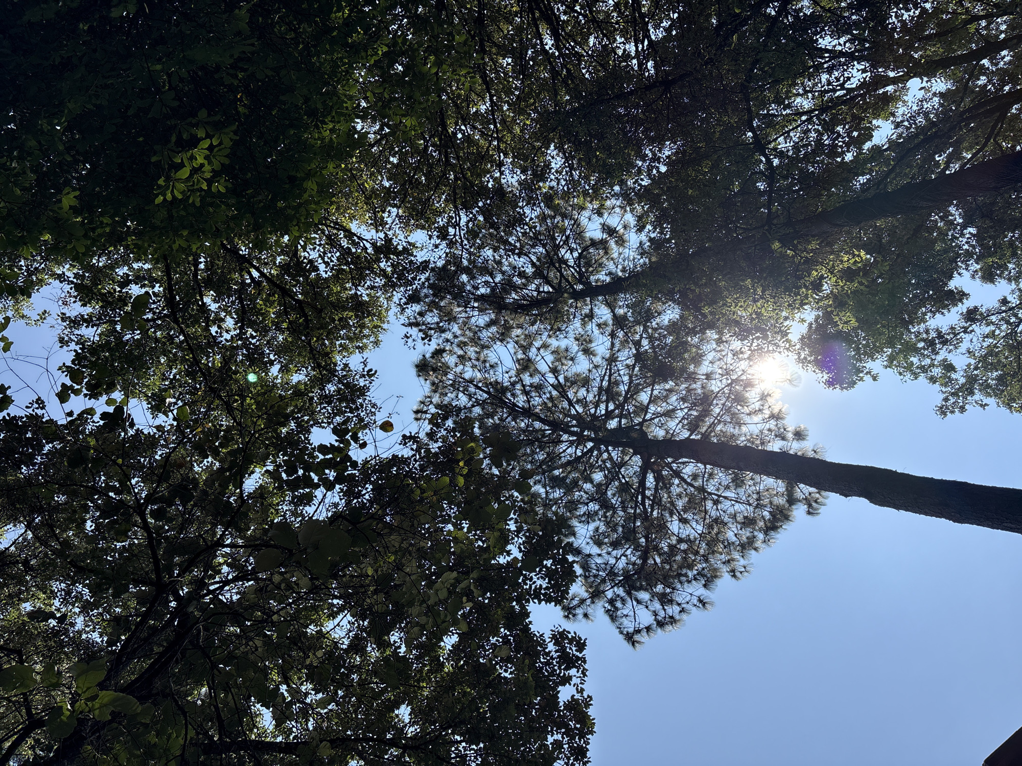 Trees photographed against blue sky in Valle de Bravo