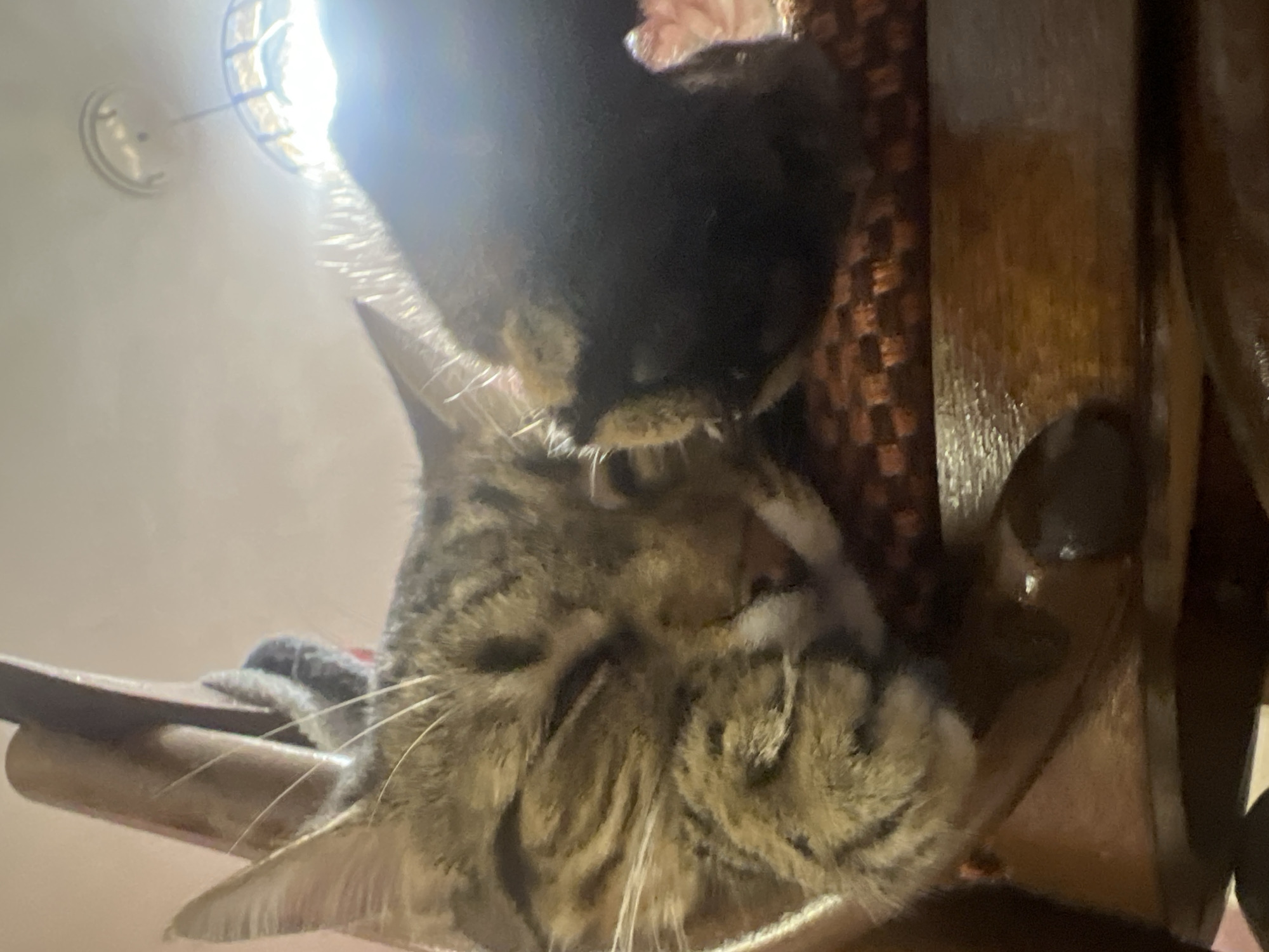 Two cats rest together on wooden surface