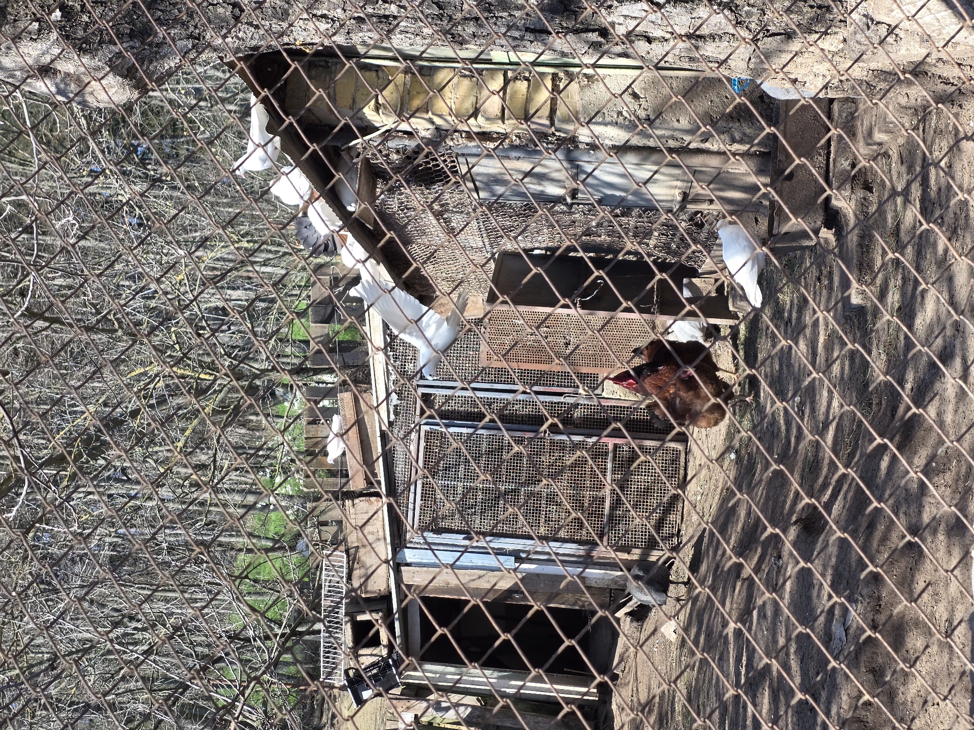 Chickens observed in backyard coop in Beloslav, Bulgaria