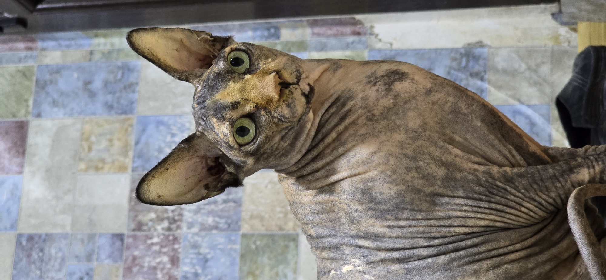 Sphynx cat at home in Baku, green eyes and all