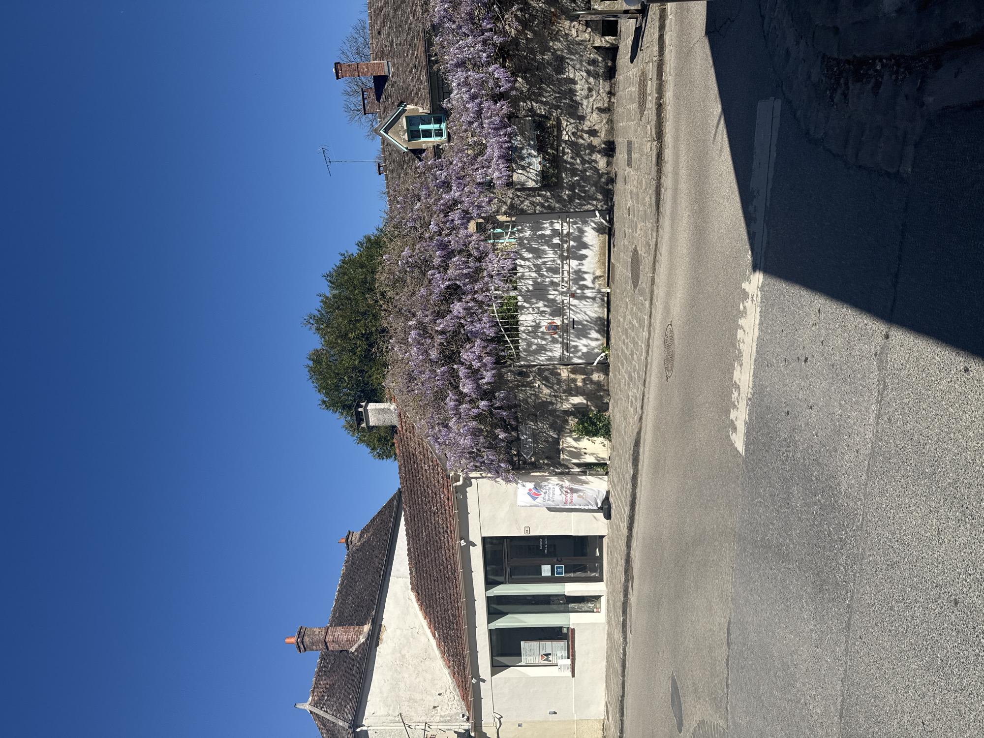 Spring wisteria blooms documented along historic Barbizon street