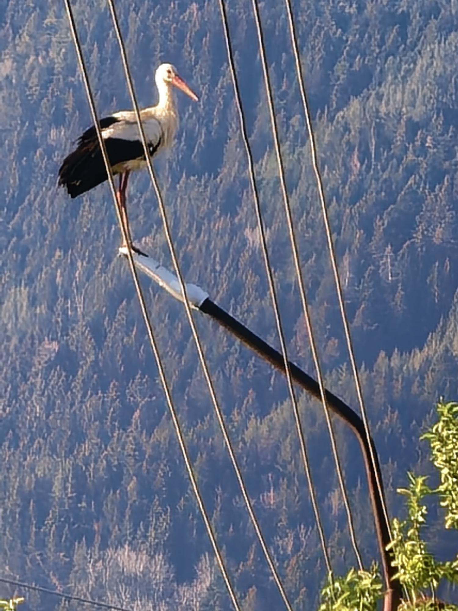 White stork spotted on power infrastructure in Bulgarian town
