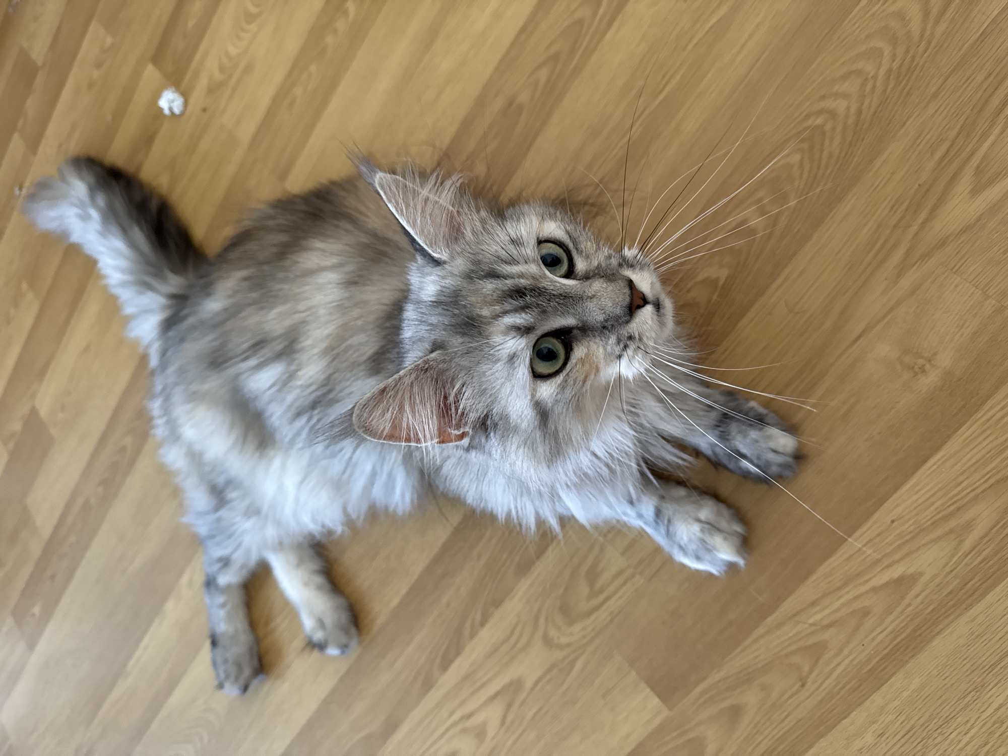 Cats spotted resting indoors across Sofia, circus tent documented