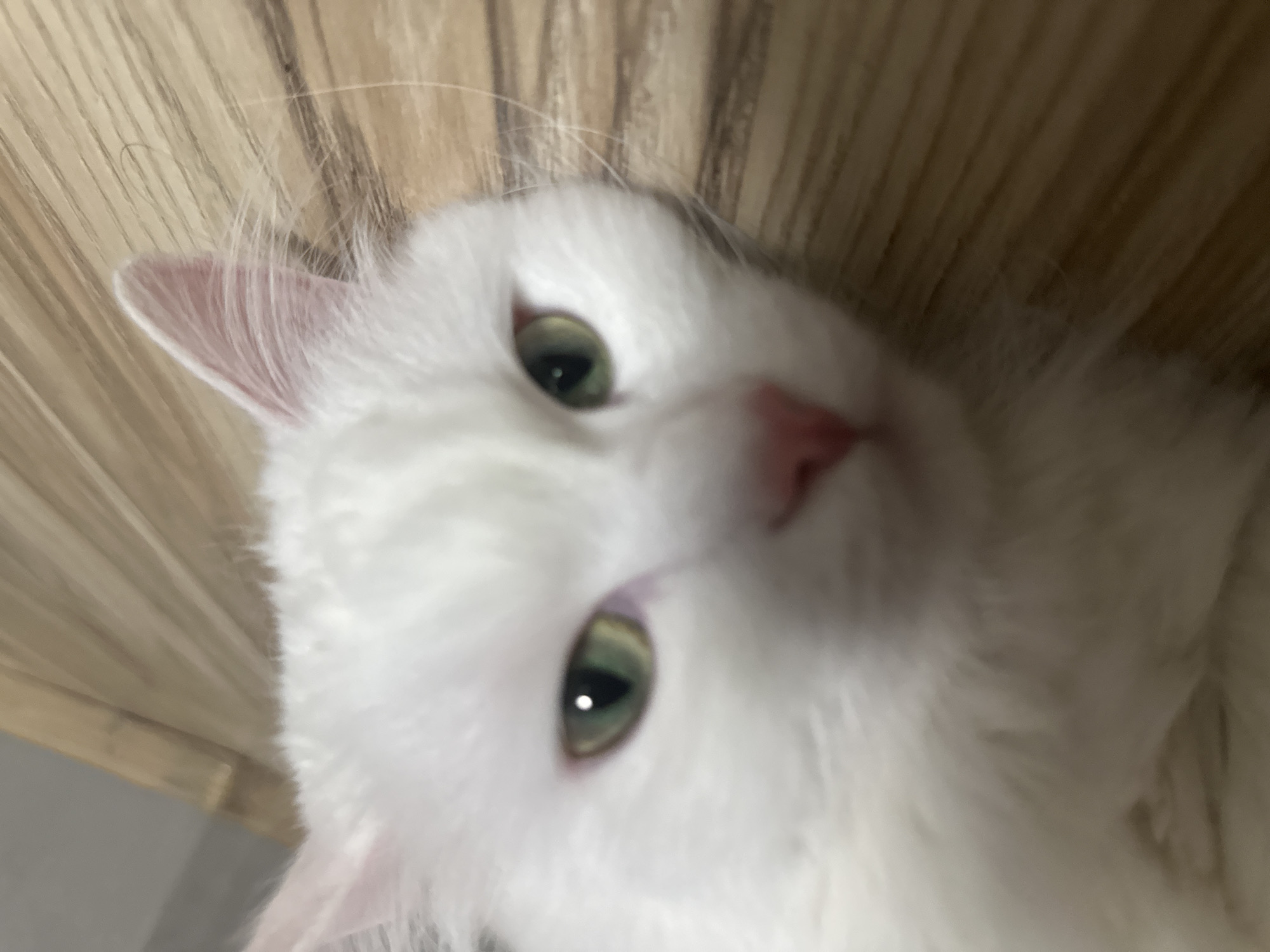 White cat relaxing on a wooden floor in Omsk