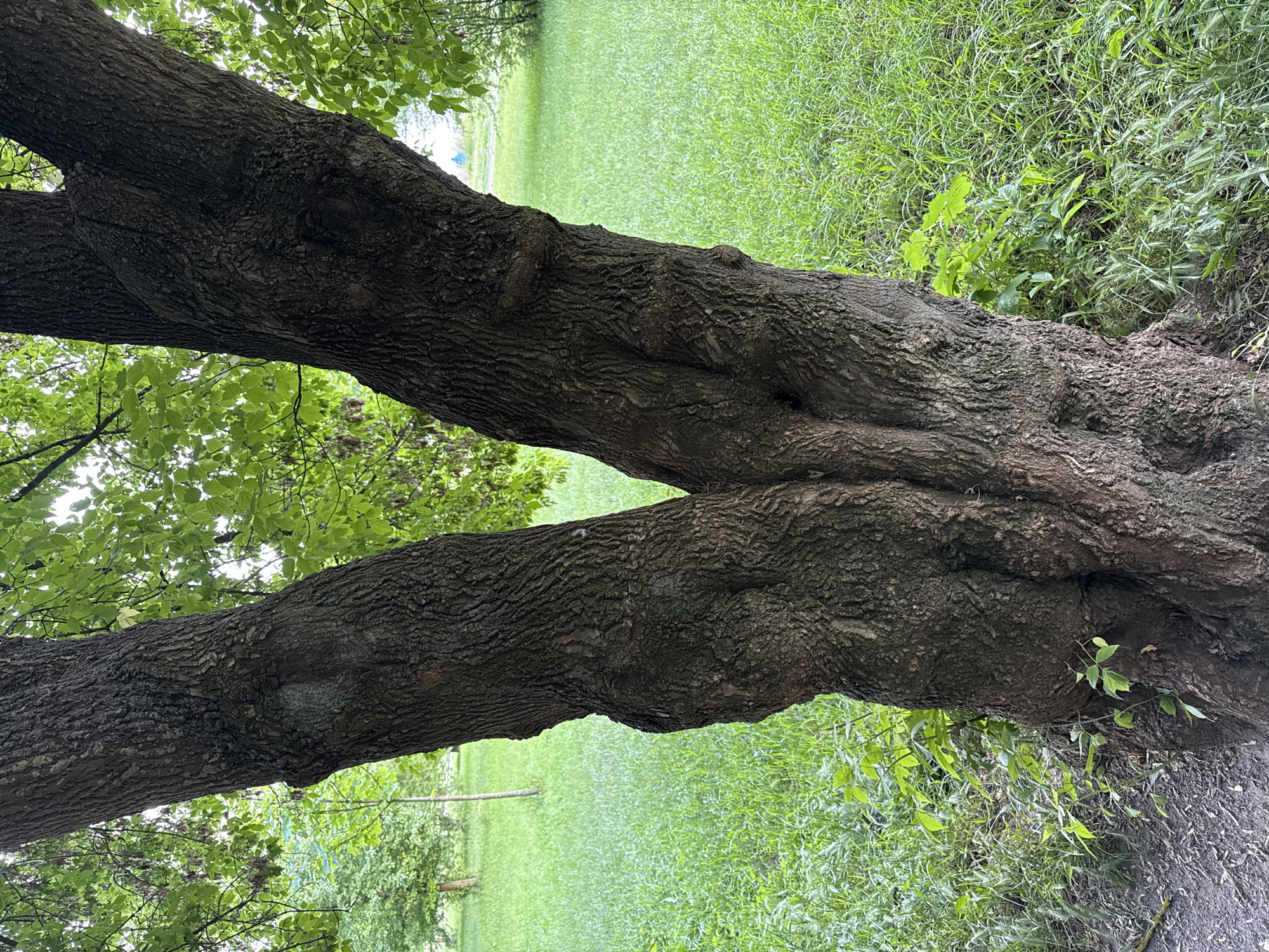 Ten-minute nature walk documented in Vinnytsia, Ukraine