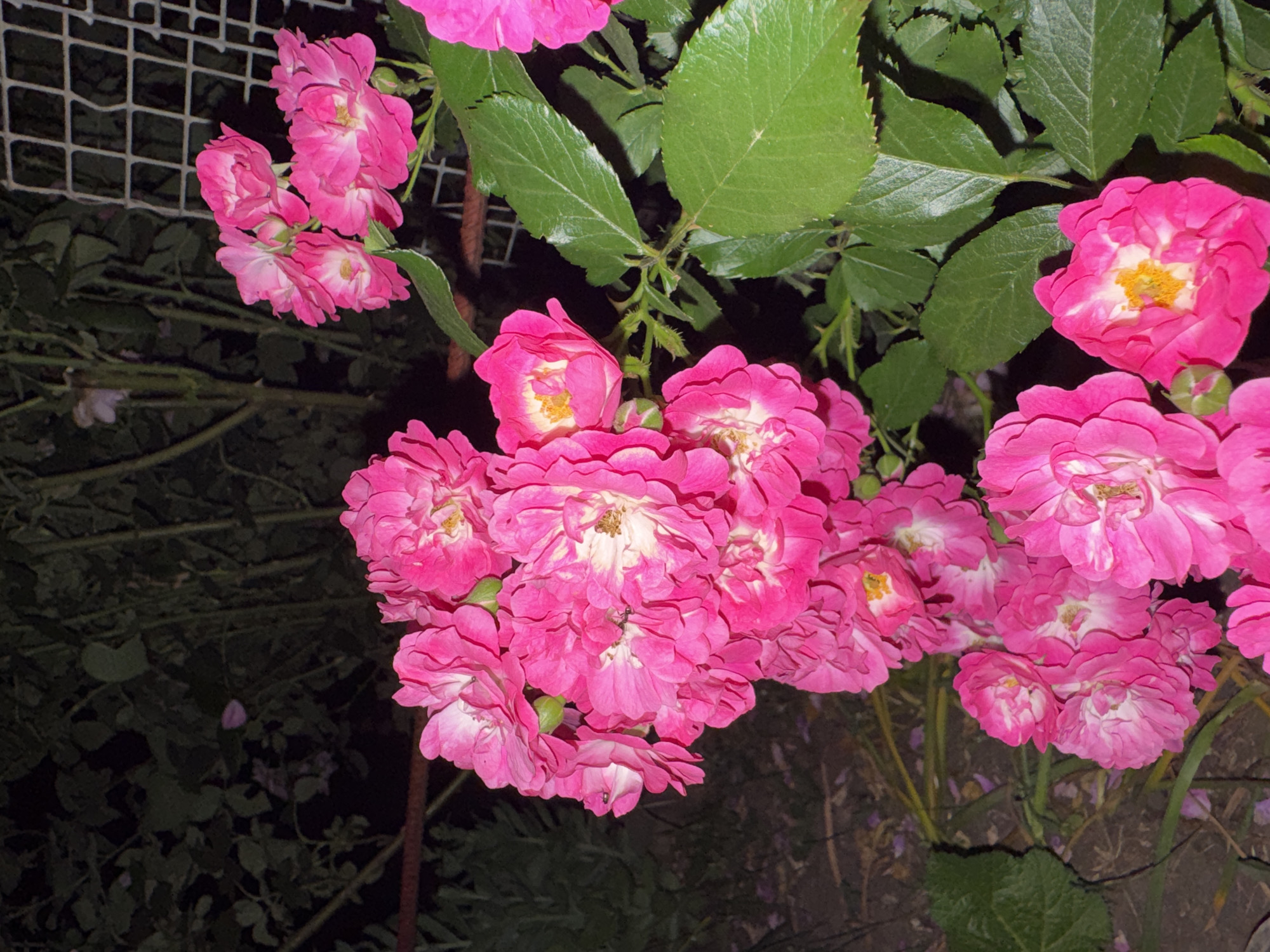 Evening close-ups of roses, garden plants, and fresh cherries