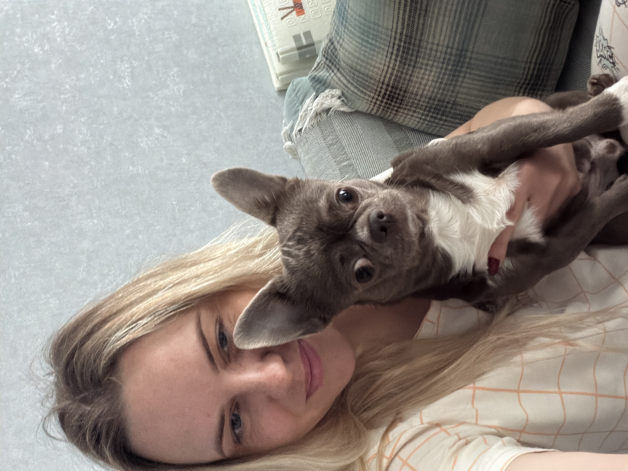 Chihuahua's morning routine documented in Votkinsk home