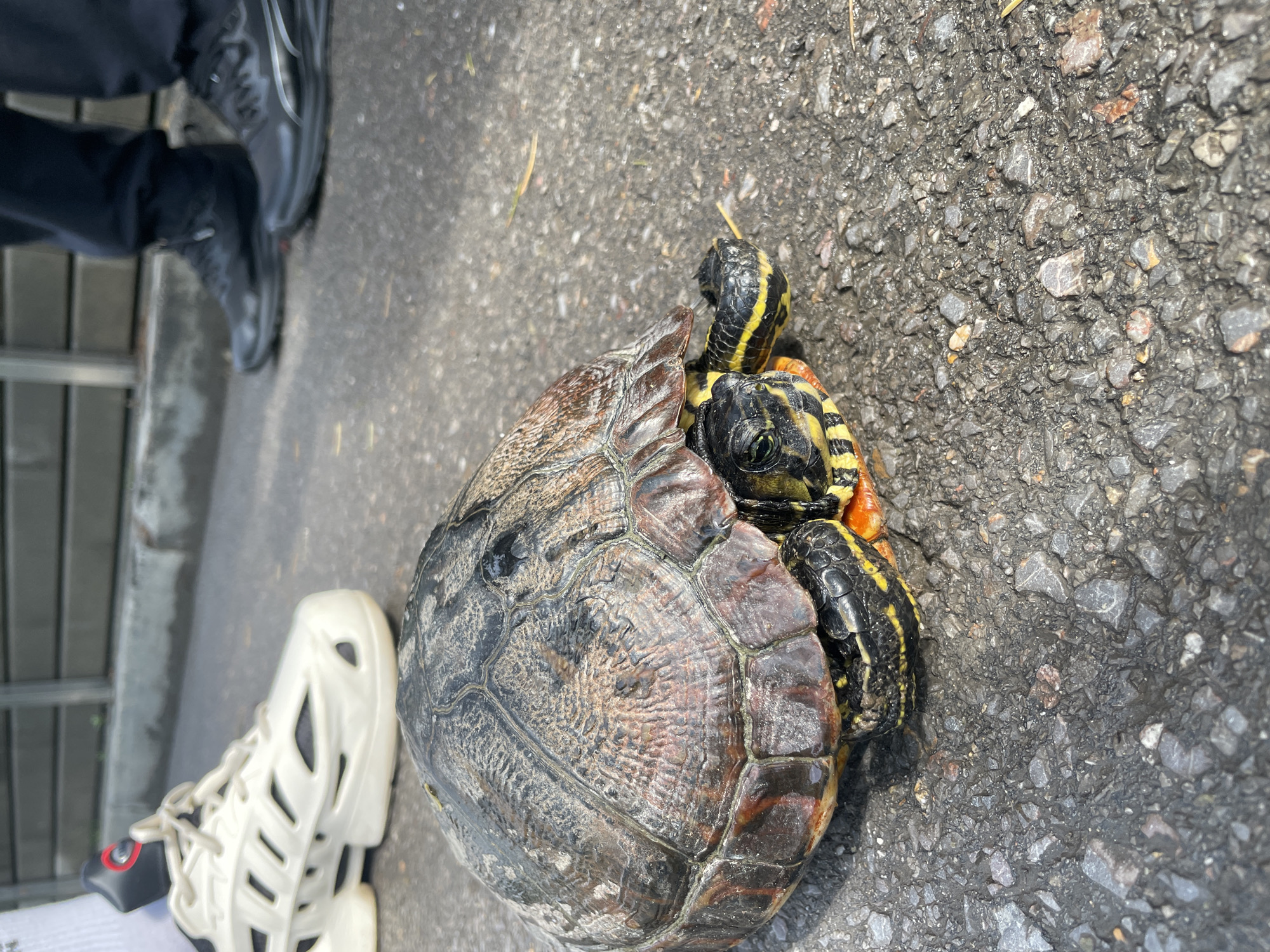 Striped turtle found on Sofia street, handled by passerby