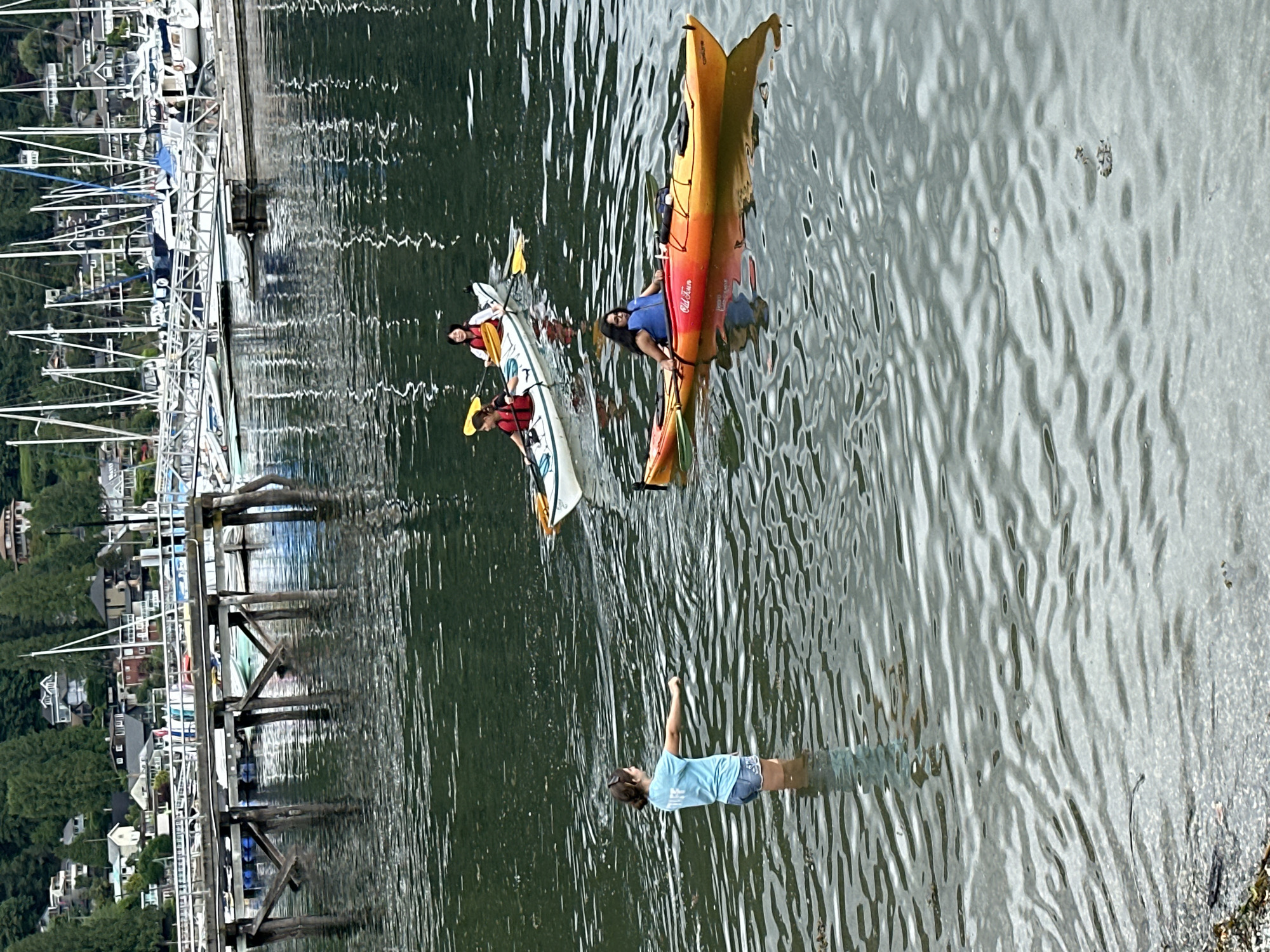 Waterfront life in North Vancouver: kayaks, sailboats, crows, and a swimming dog