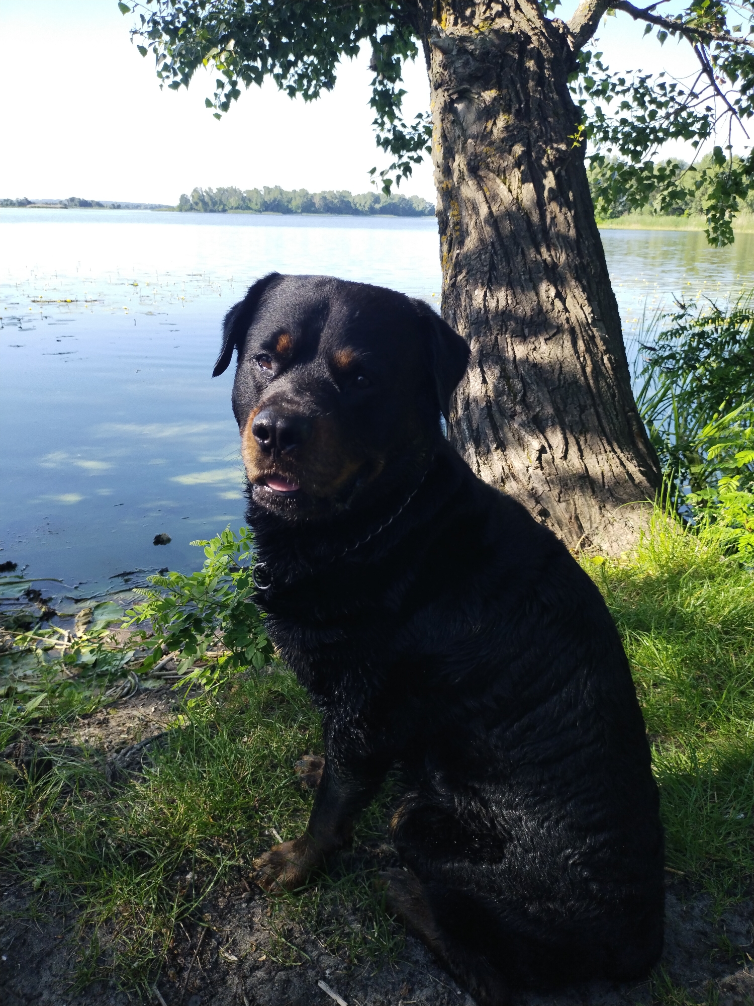Woman walks Rottweiler along Ukrainian river during early morning outing