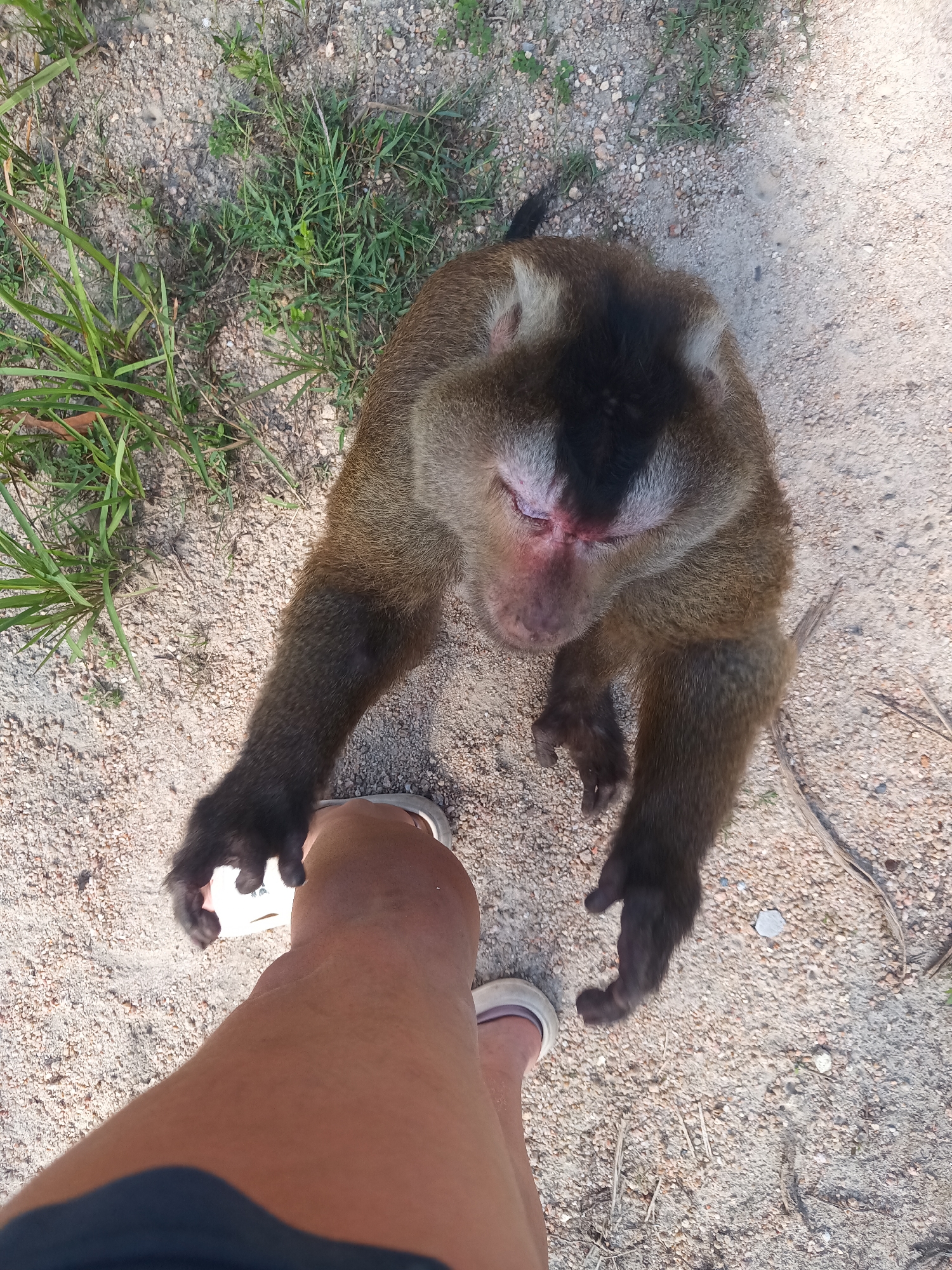 Tourist encounters monkeys, cats, dogs on Thailand paths