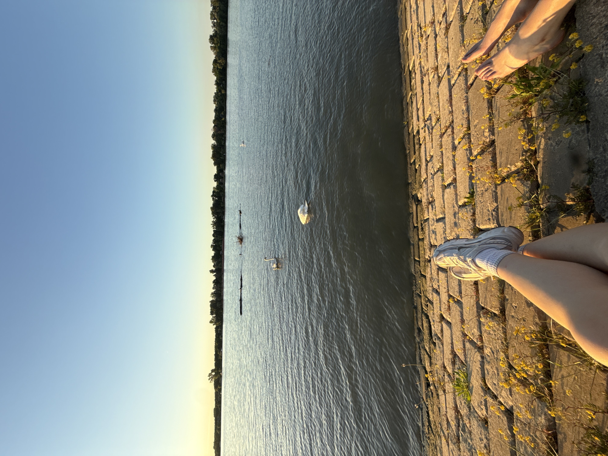 Person feeds swans during evening riverside visit in Belgrade