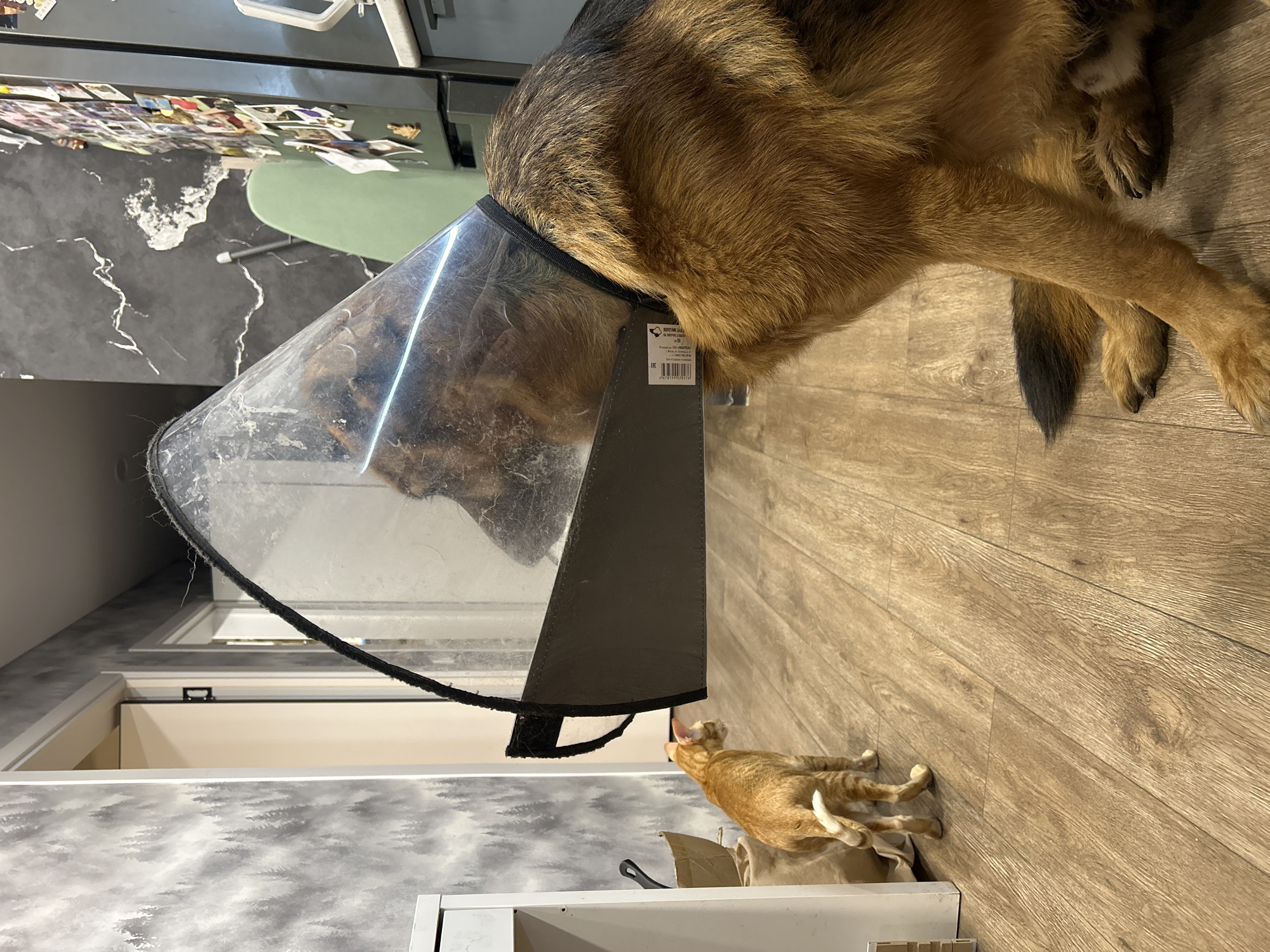 Cone-wearing German Shepherd navigates home life with its animal housemates
