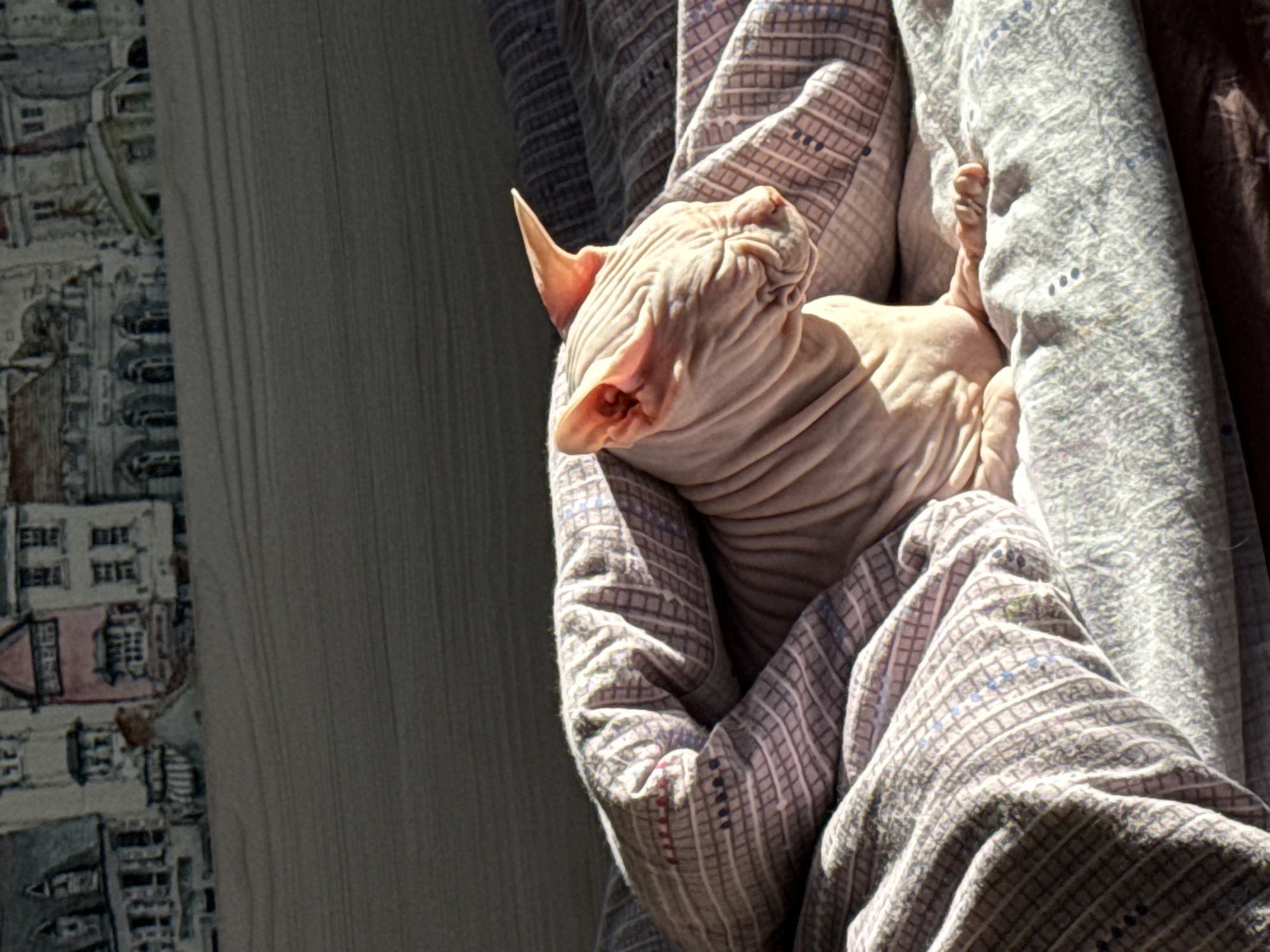 Sphinx cat photographed bundled in blankets in Krasnoyarsk