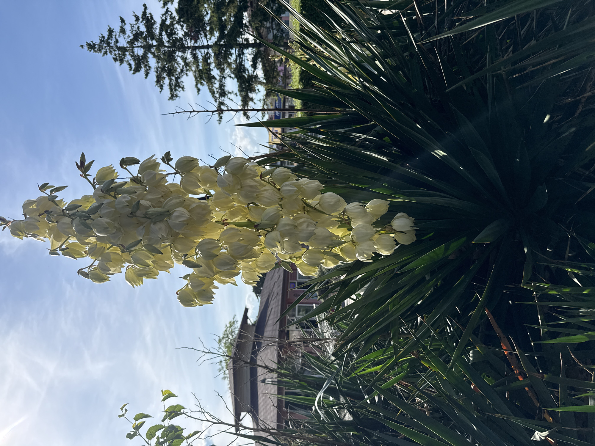 Witness captures flowers and decorative items in Aksakovo park