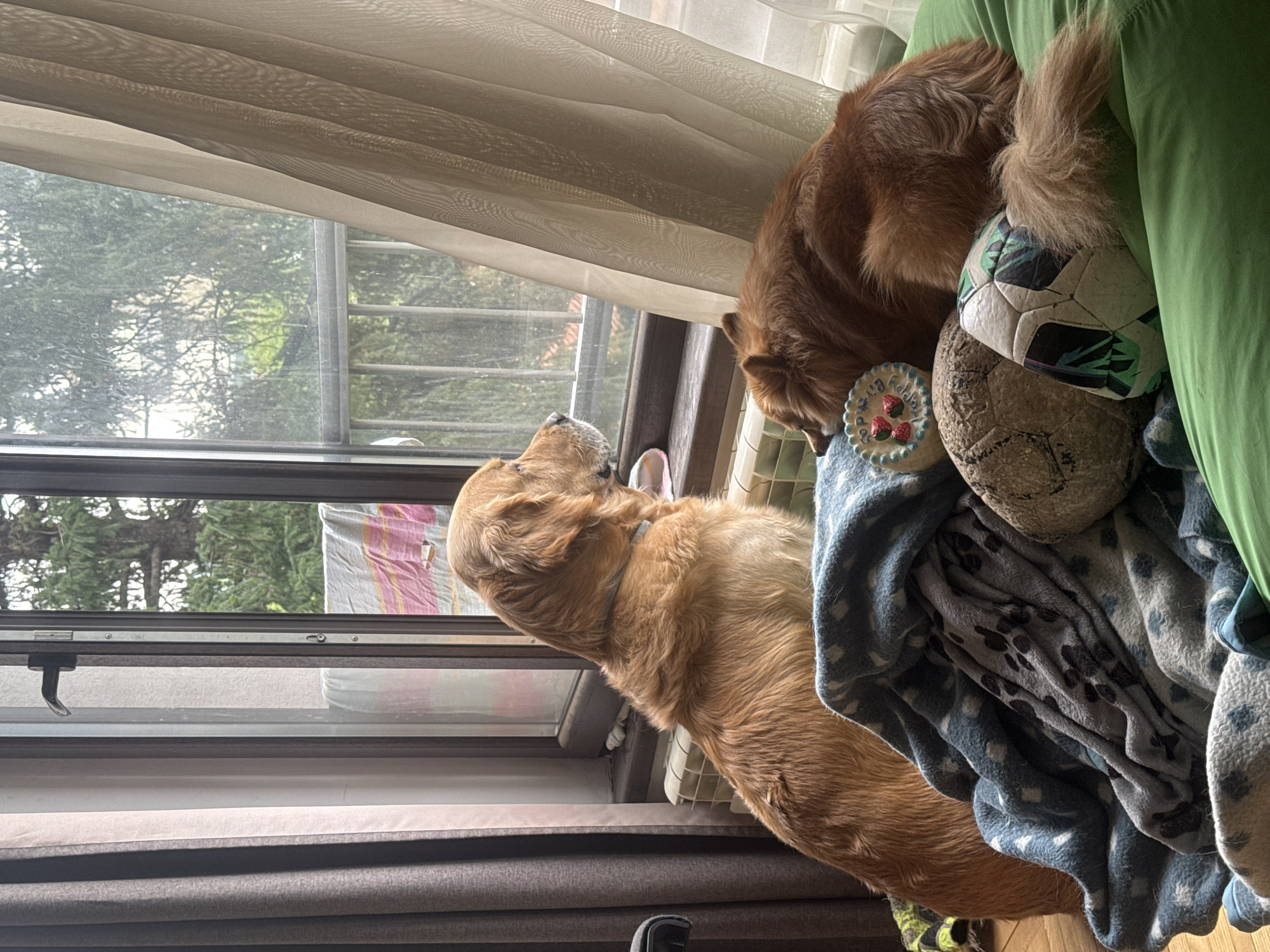 Golden retrievers spotted by window in Sofia home