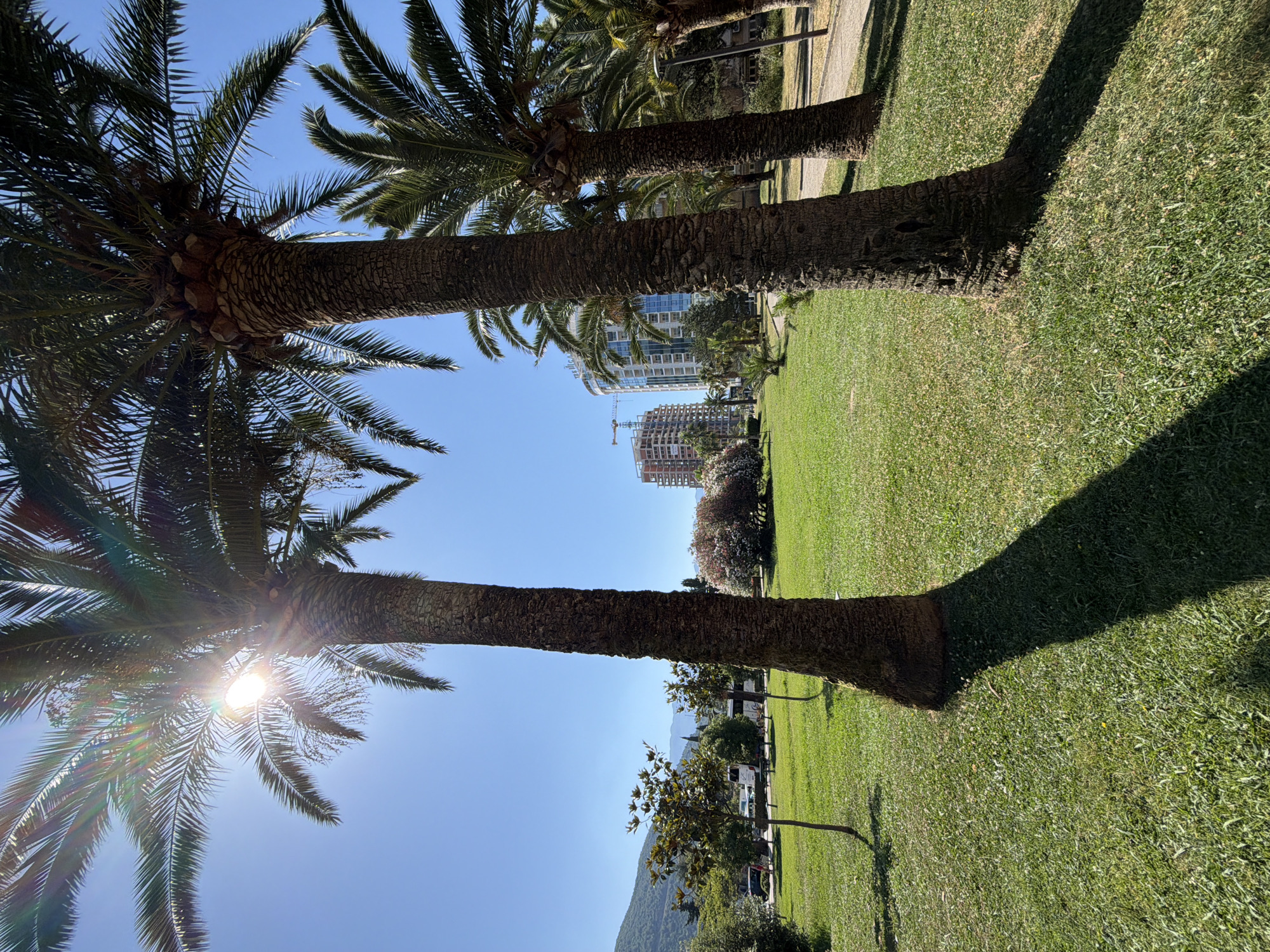 Sunny morning stroll through Budva's waterfront park with dogs