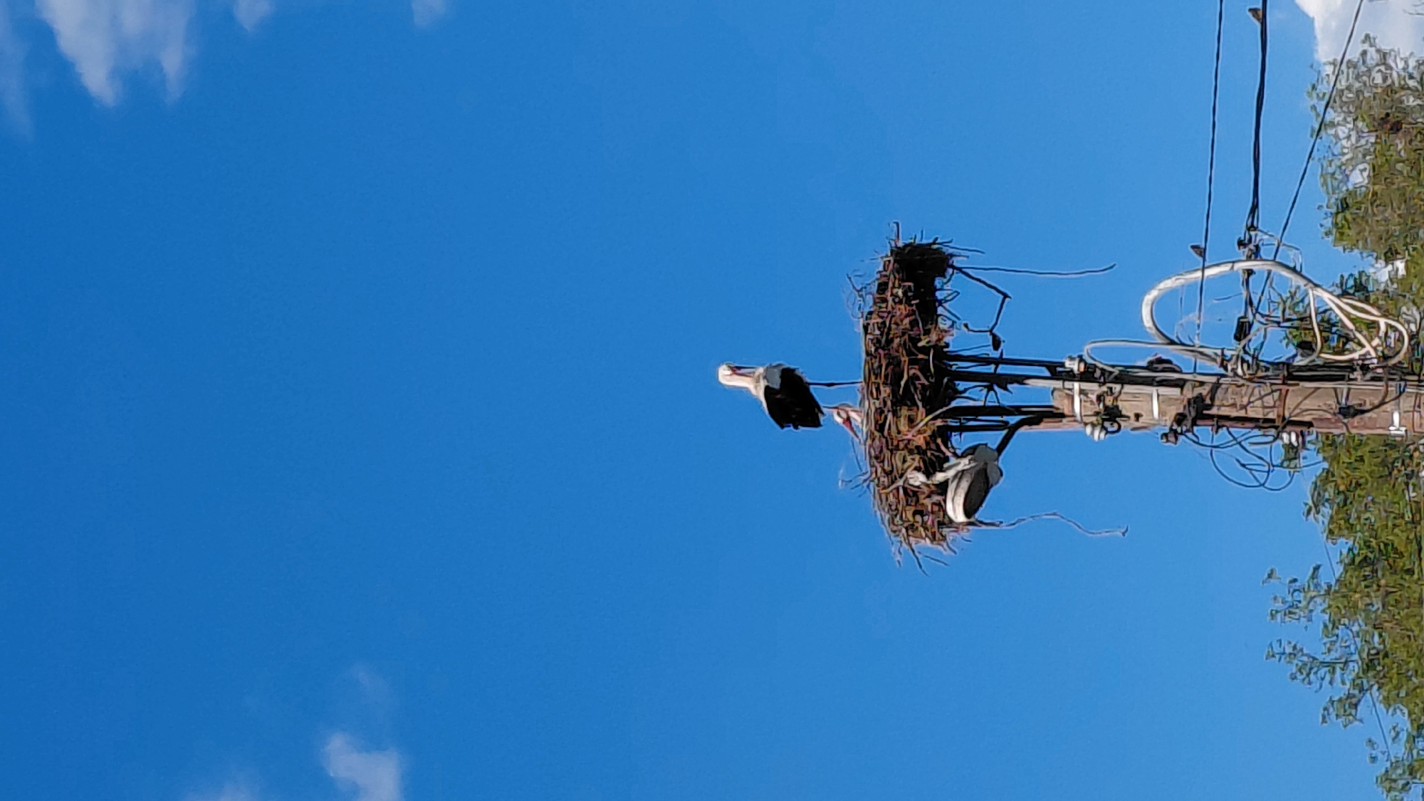 Storks spotted nesting on utility pole during sunny afternoon