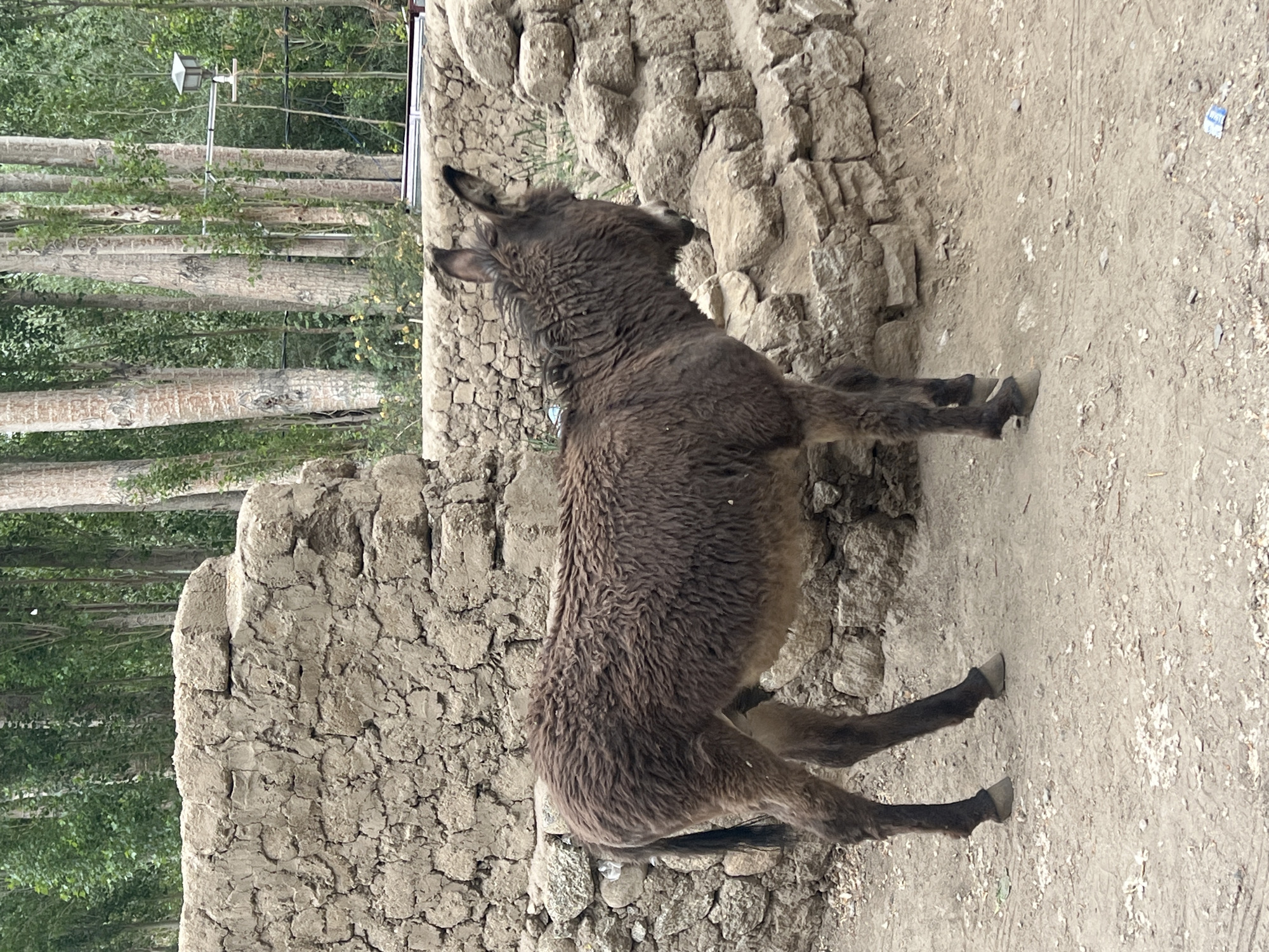 Washing clothes in Leh's irrigation channels, donkeys in the lanes