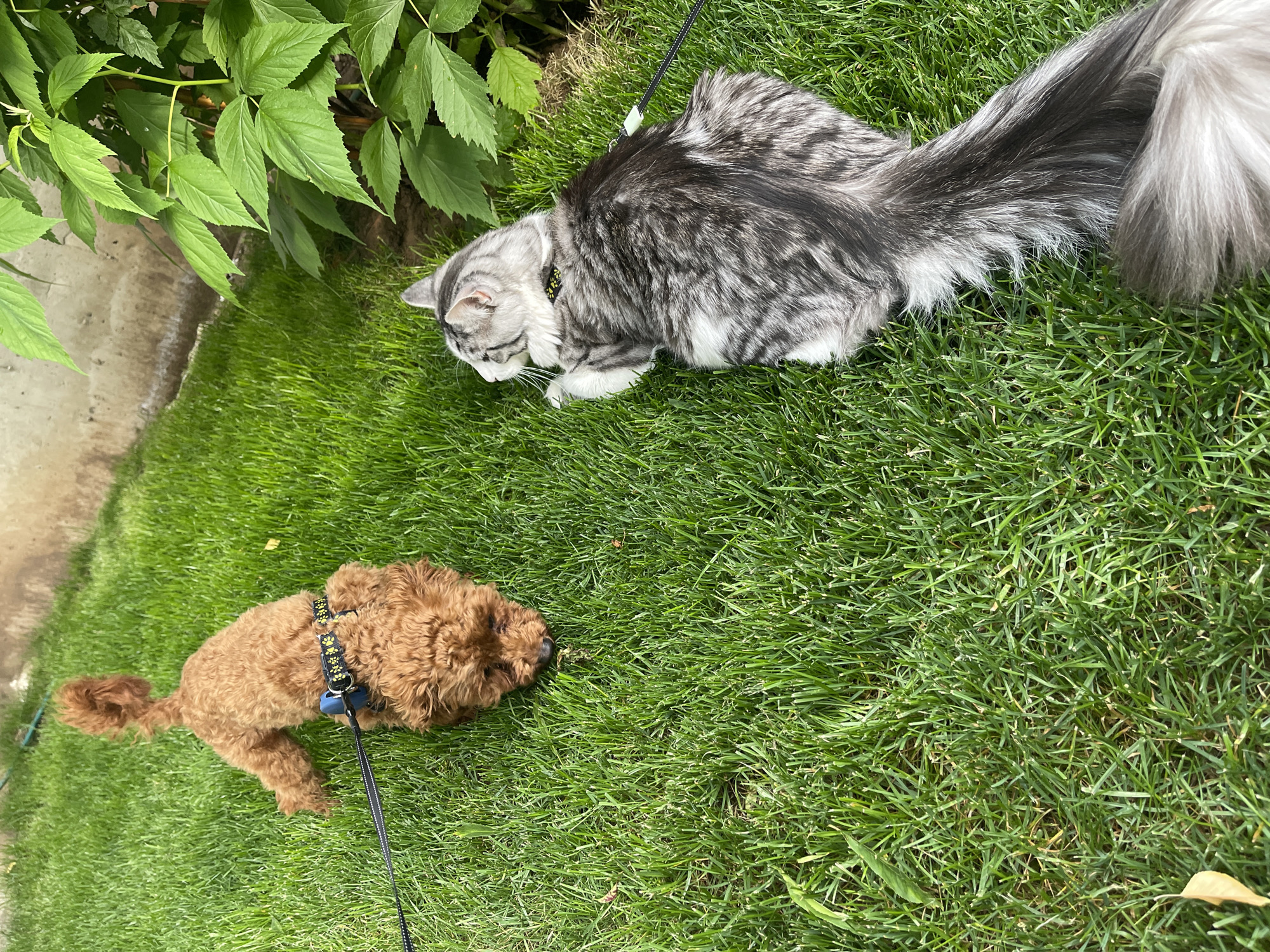 Leashed pets enjoy garden time together in Sofia