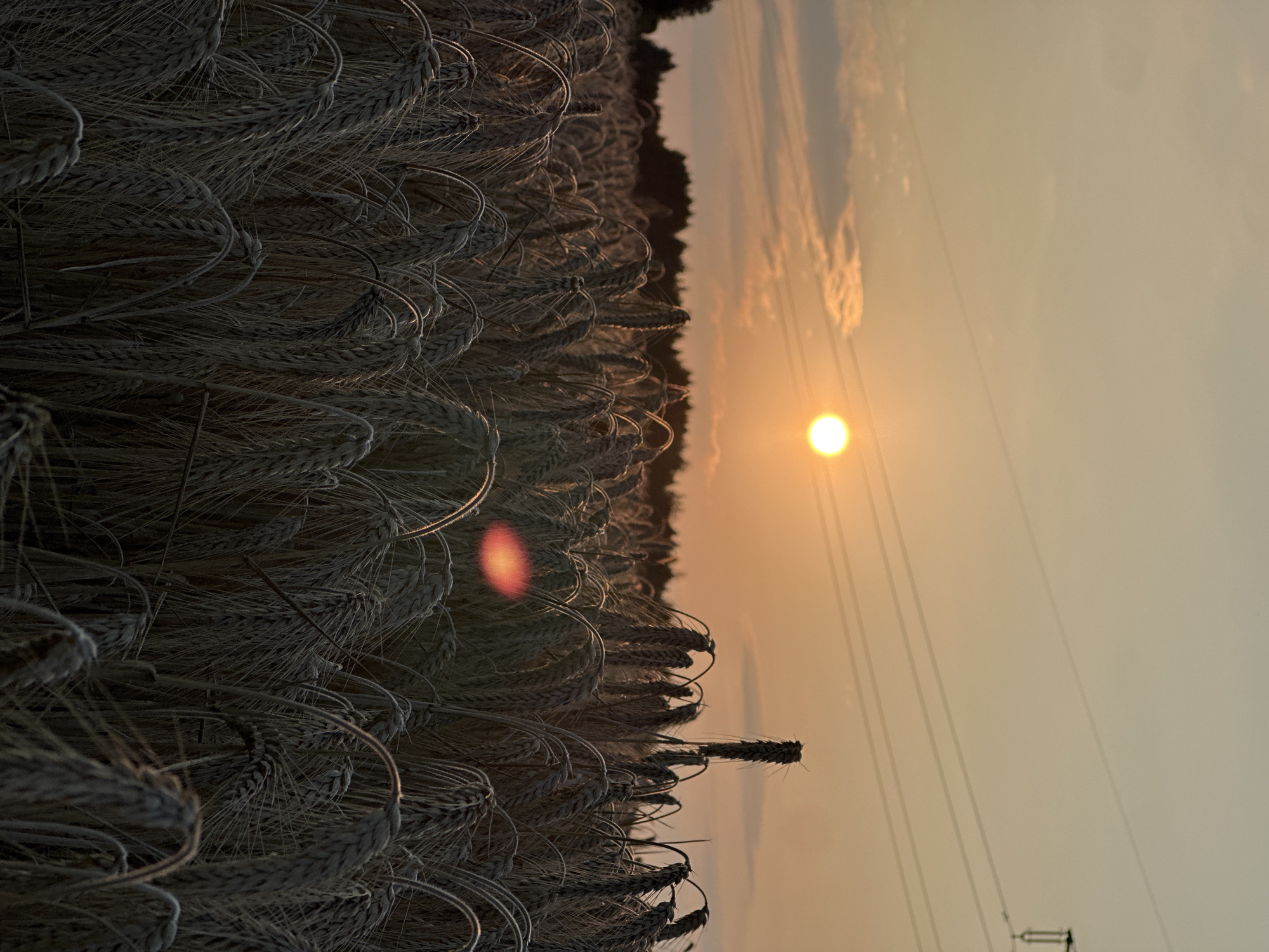 Golden wheat field at sunset, Seeon-Seebruck, Germany