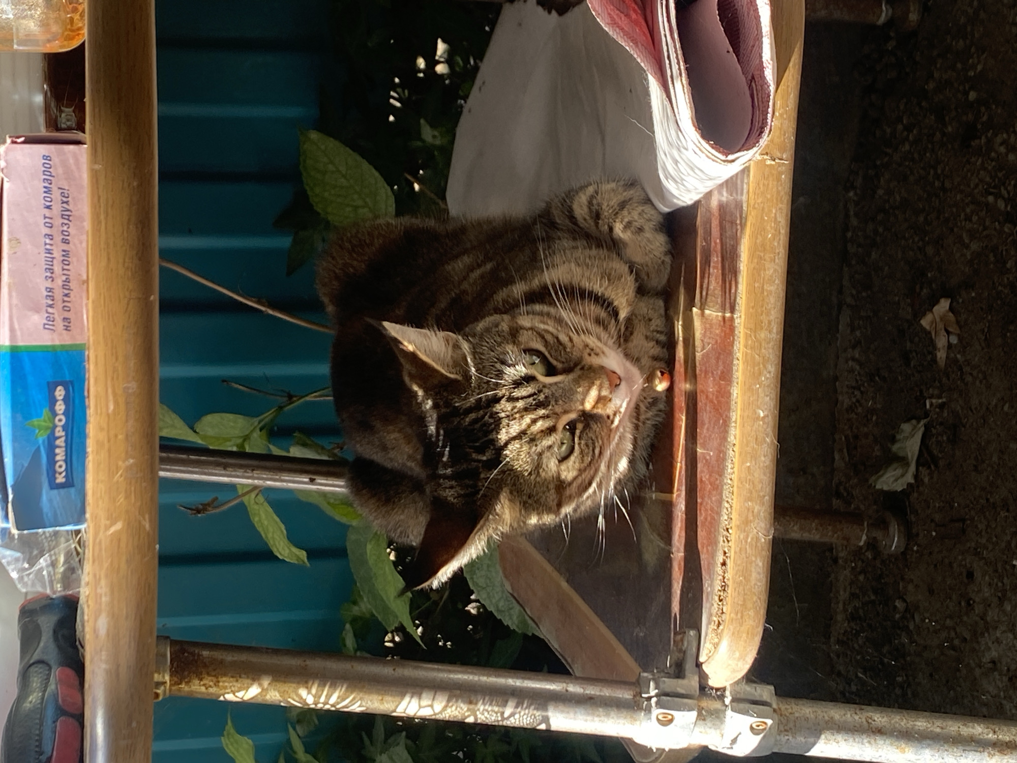Cats and garden blooms in a Maykop backyard