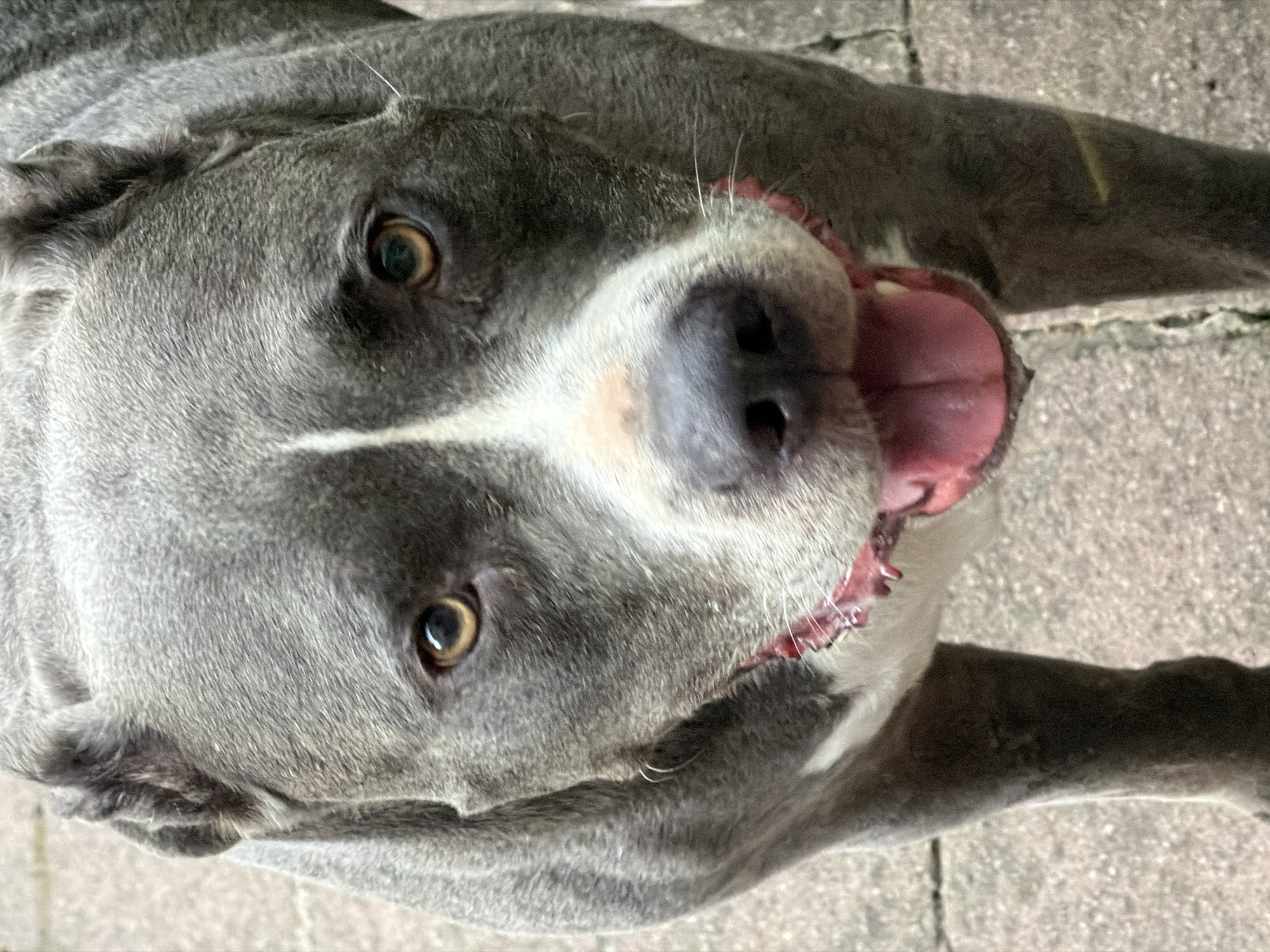 Pit bull chills outside under a grey Luxembourg sky