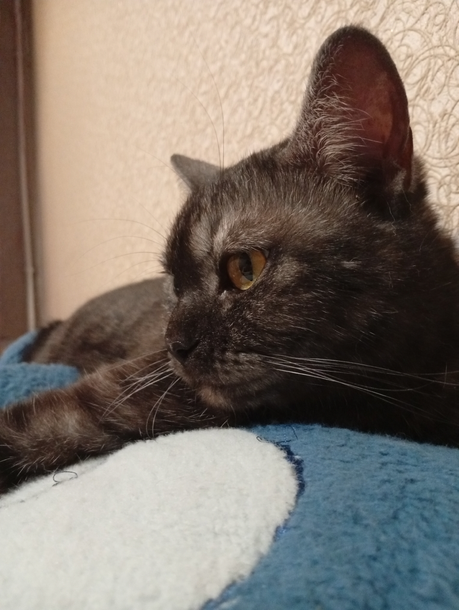Quiet evening at home with cats in Naberezhnye Chelny