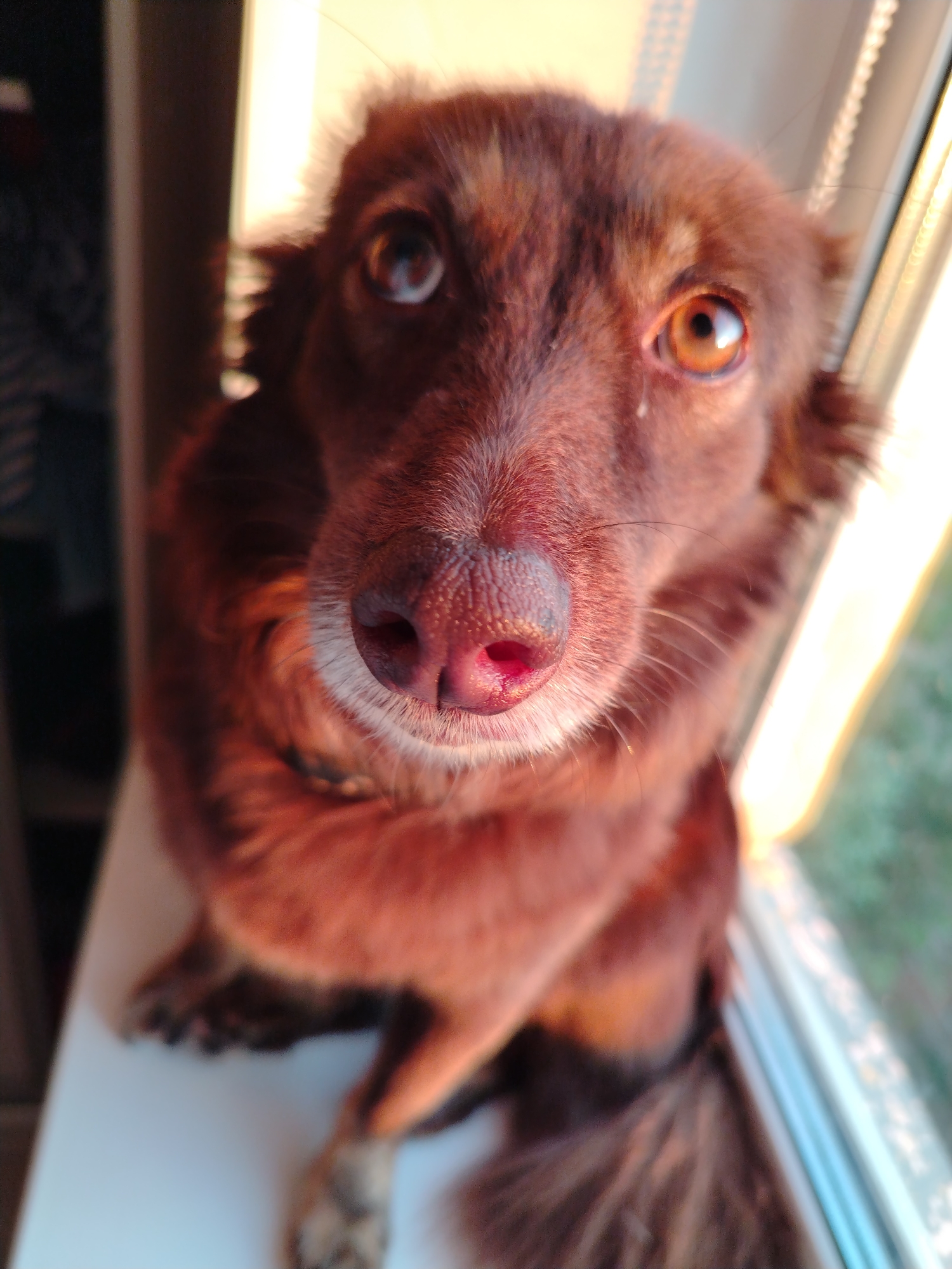 Dog photographed on windowsill, sports complex aerial view in Noviy