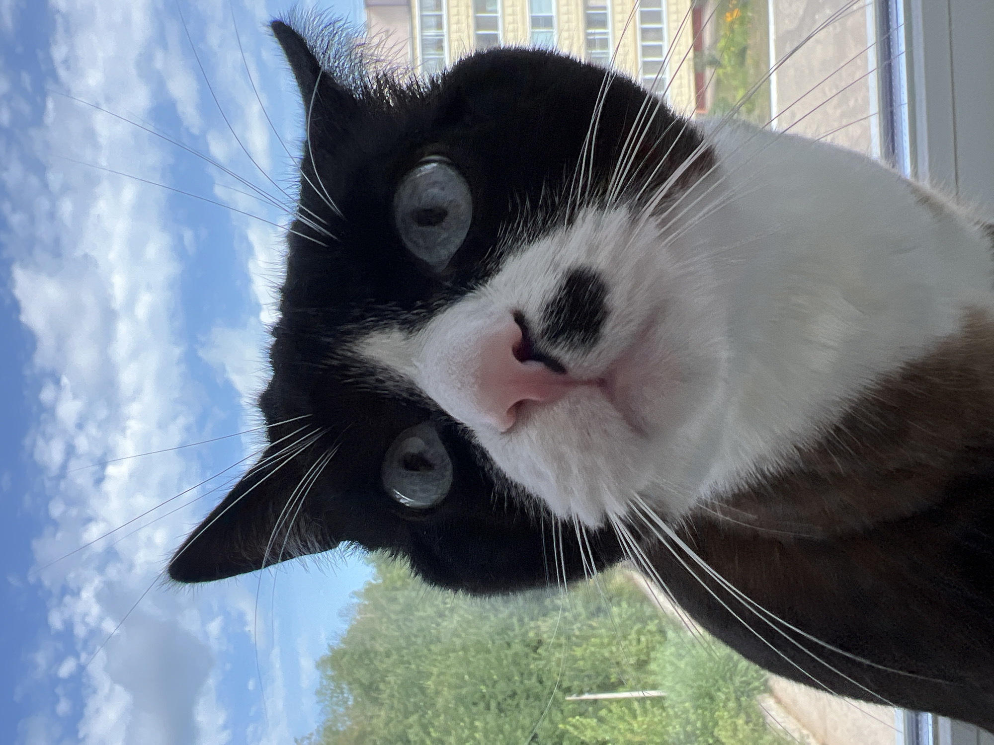 Blue-eyed cat watches the world from a windowsill in Noviy