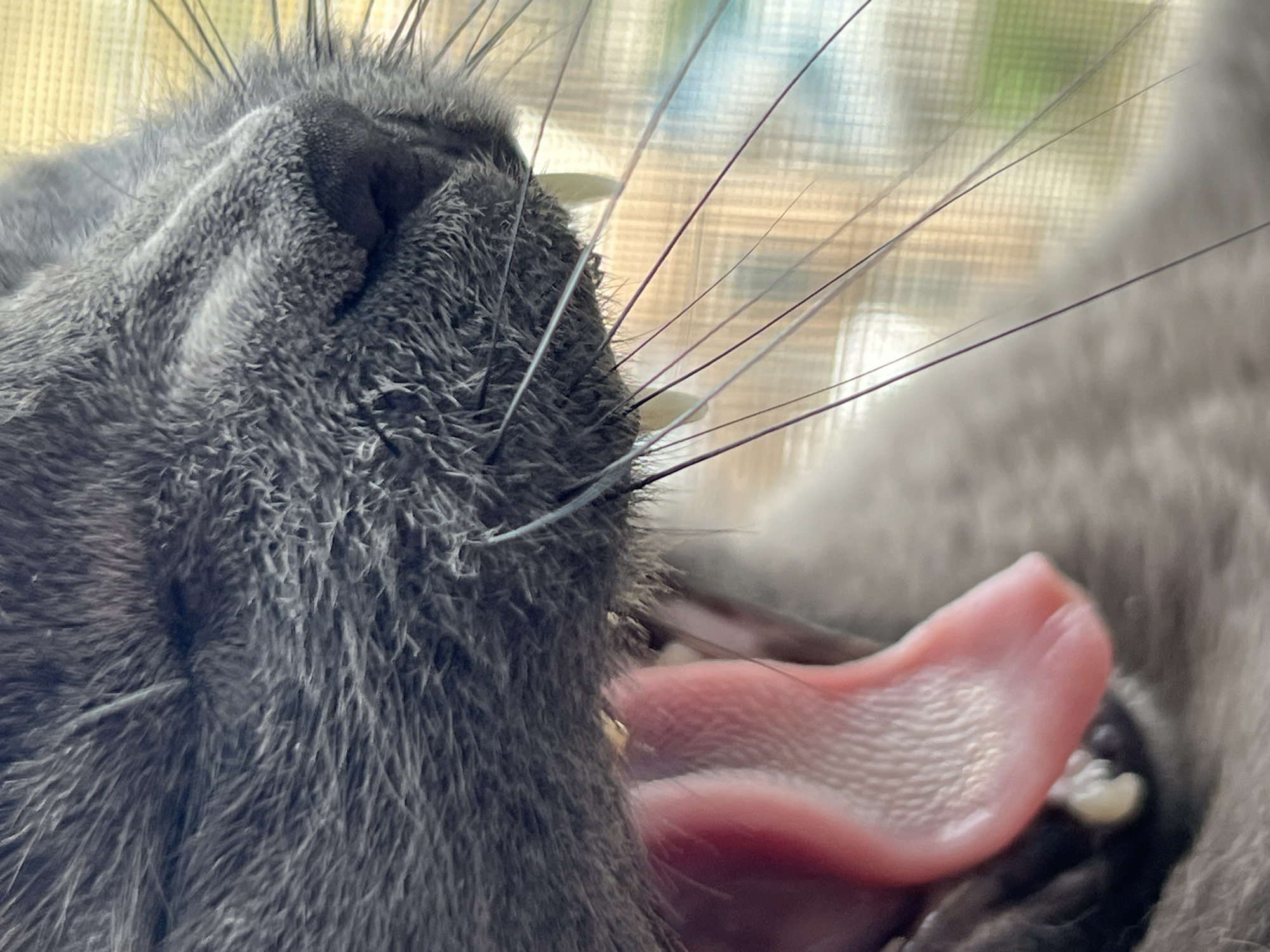Gray cat yawning, staring, and window-watching in Krasnodar
