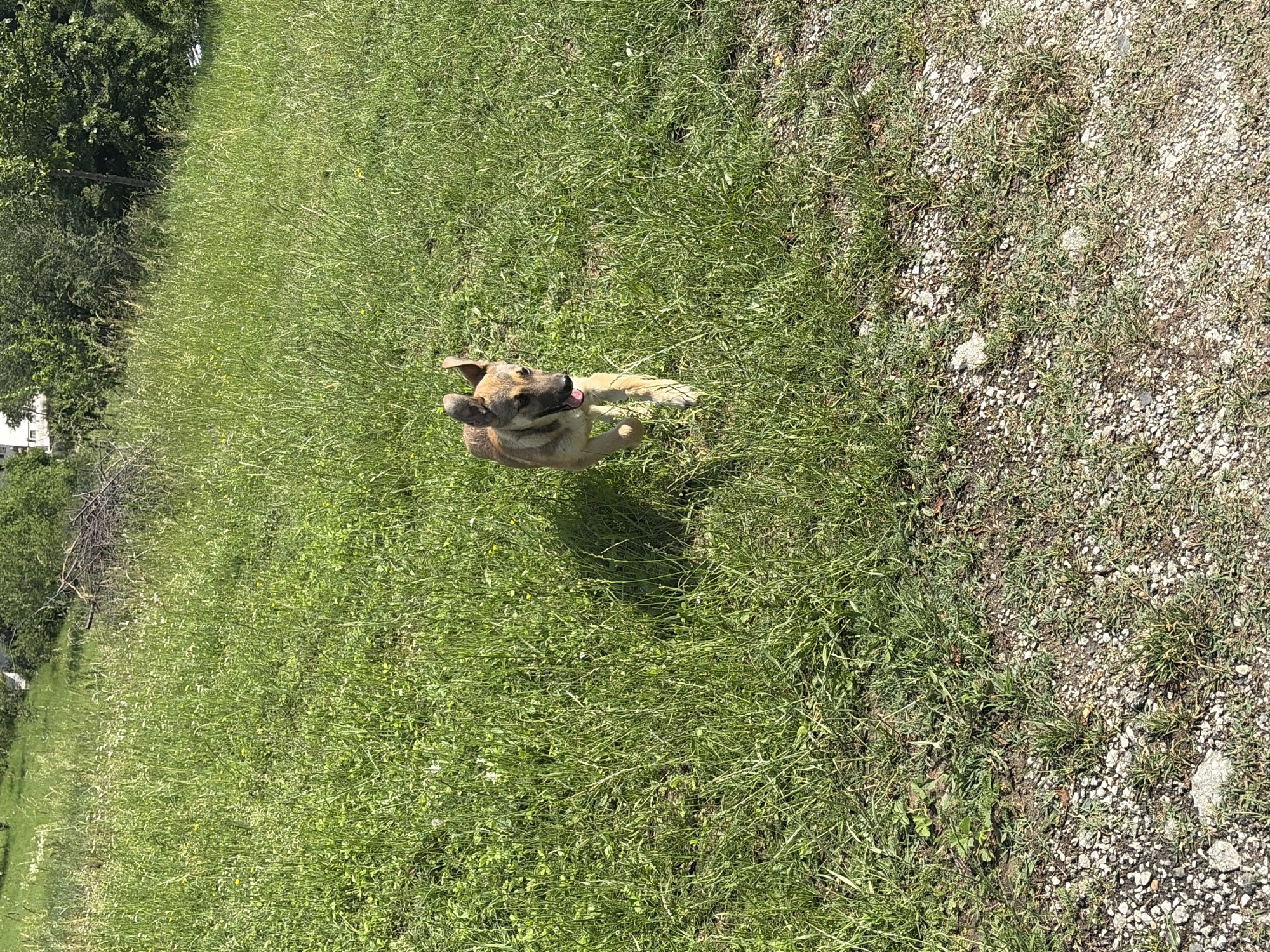Dog spotted playing in fields and paths in Gabrovo