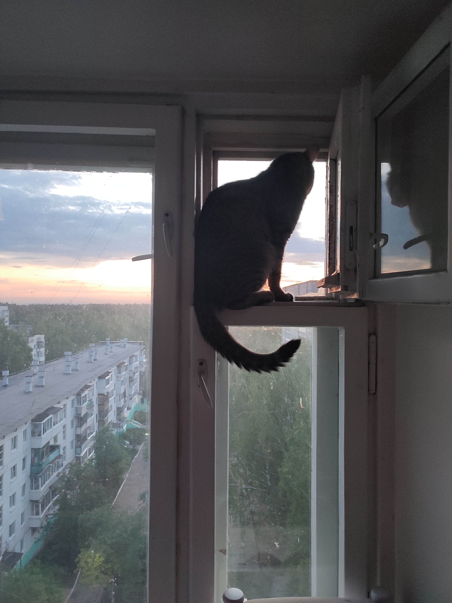 Cat watches sunset cityscape from residential window