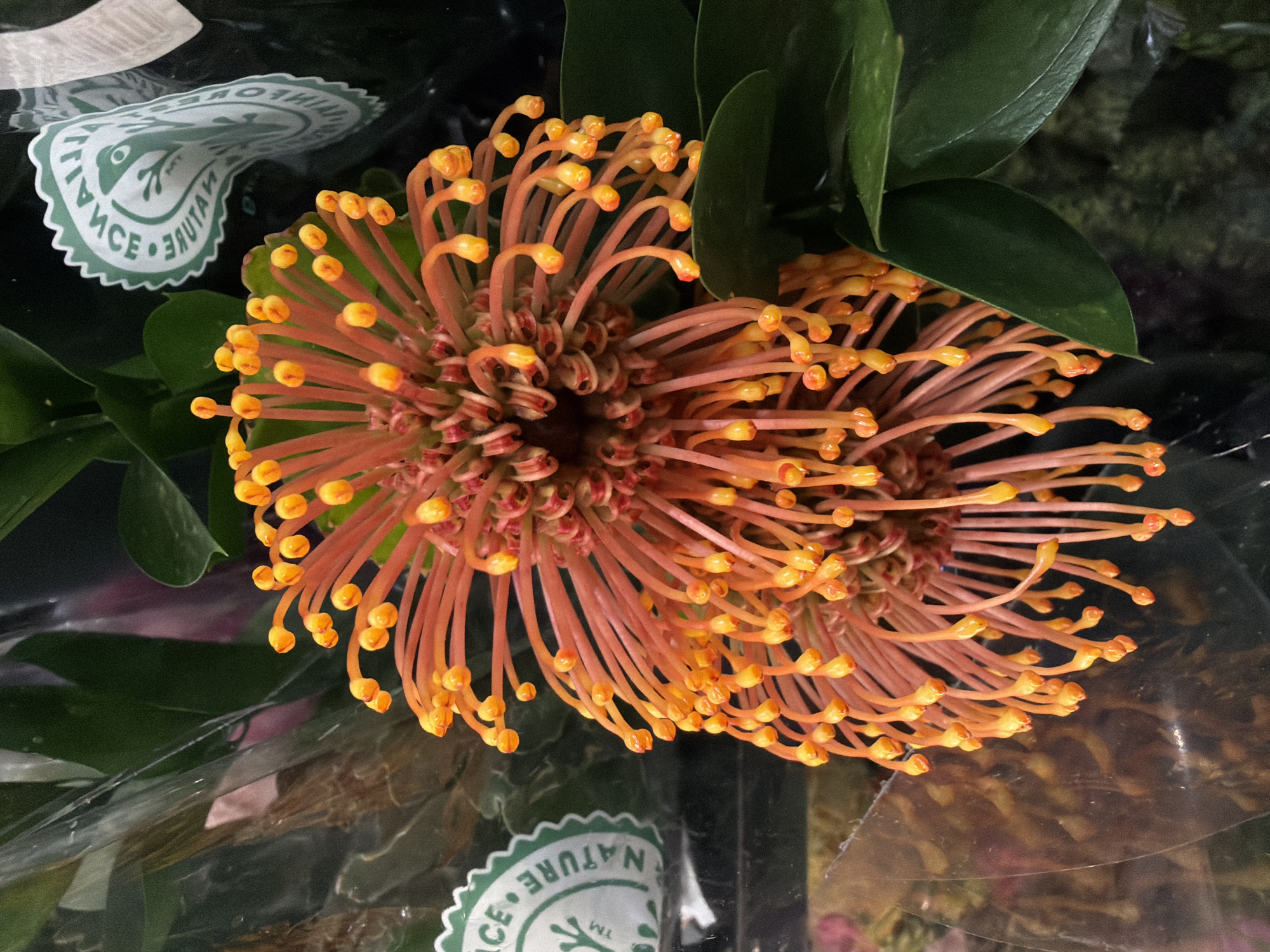 Pincushion Protea flowers photographed in close-up detail